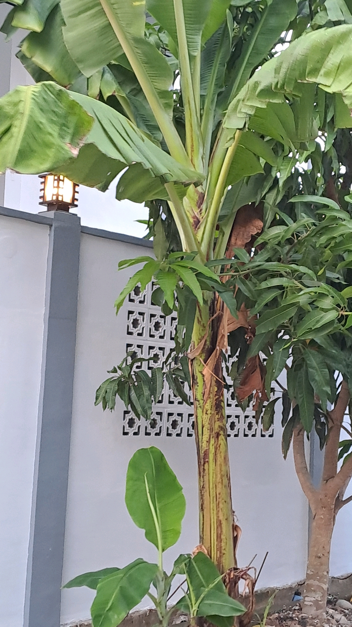 The image depicts an outdoor scene in Lhokseumawe, Indonesia, featuring a banana tree and a mango tree in front of a white wall with decorative lattice work. A lantern is visible on top of the wall, to the left of the banana tree. The banana tree is large and lush with broad green leaves. A smaller banana plant is growing at the base of the larger tree. The mango tree, to the right of the banana tree, has lighter brown bark and a canopy of green leaves. The wall is painted white and has a grey trim along its edge. The lattice work on the wall is a repeating geometric pattern. The ground beneath the trees is covered with dry leaves and some small stones. The overall impression is of a well-maintained garden or yard area.