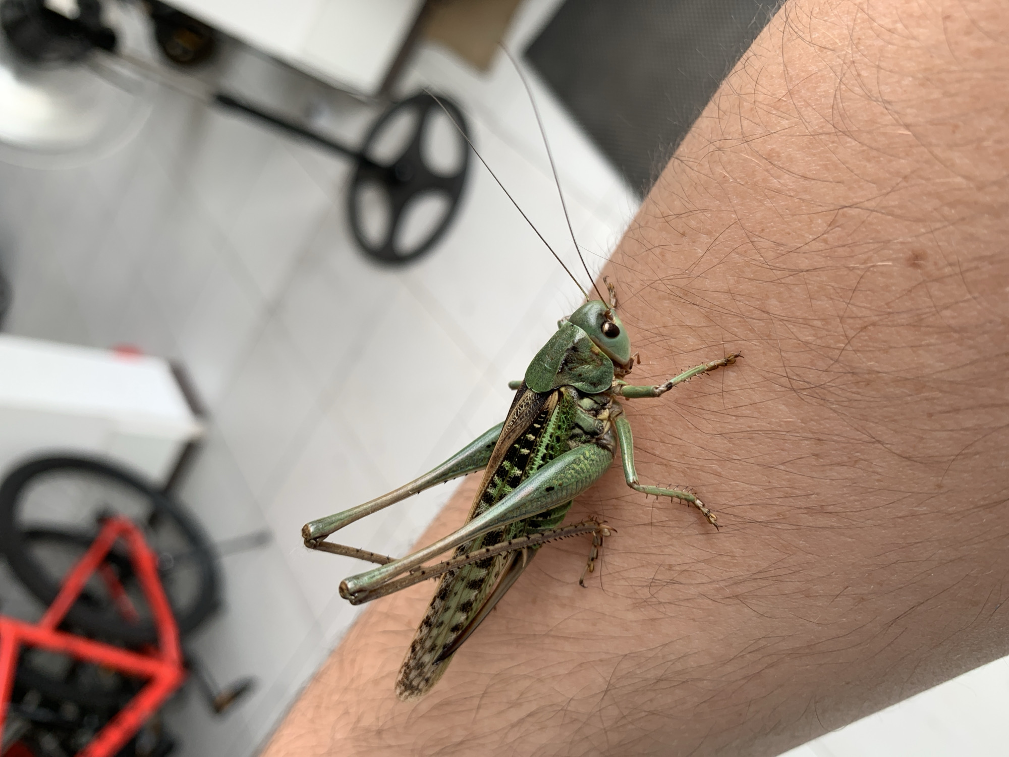 A close-up, eye-level, medium shot captures a large, green grasshopper perched on a person's hairy arm. The grasshopper is facing towards the right of the frame, with its long antennae extending towards the upper right. Its body is predominantly green, with intricate patterns of black and lighter green along its wings and legs. The grasshopper's powerful hind legs are bent, suggesting readiness to jump. The skin of the arm is fair-skinned and covered in fine, dark hairs. In the blurred background, a red bicycle frame is visible to the left, and a black oscillating fan is seen to the right. The environment appears to be indoors, possibly a residential setting. The image does not provide any specific information or context related to the city of Kropotkin, Russia.