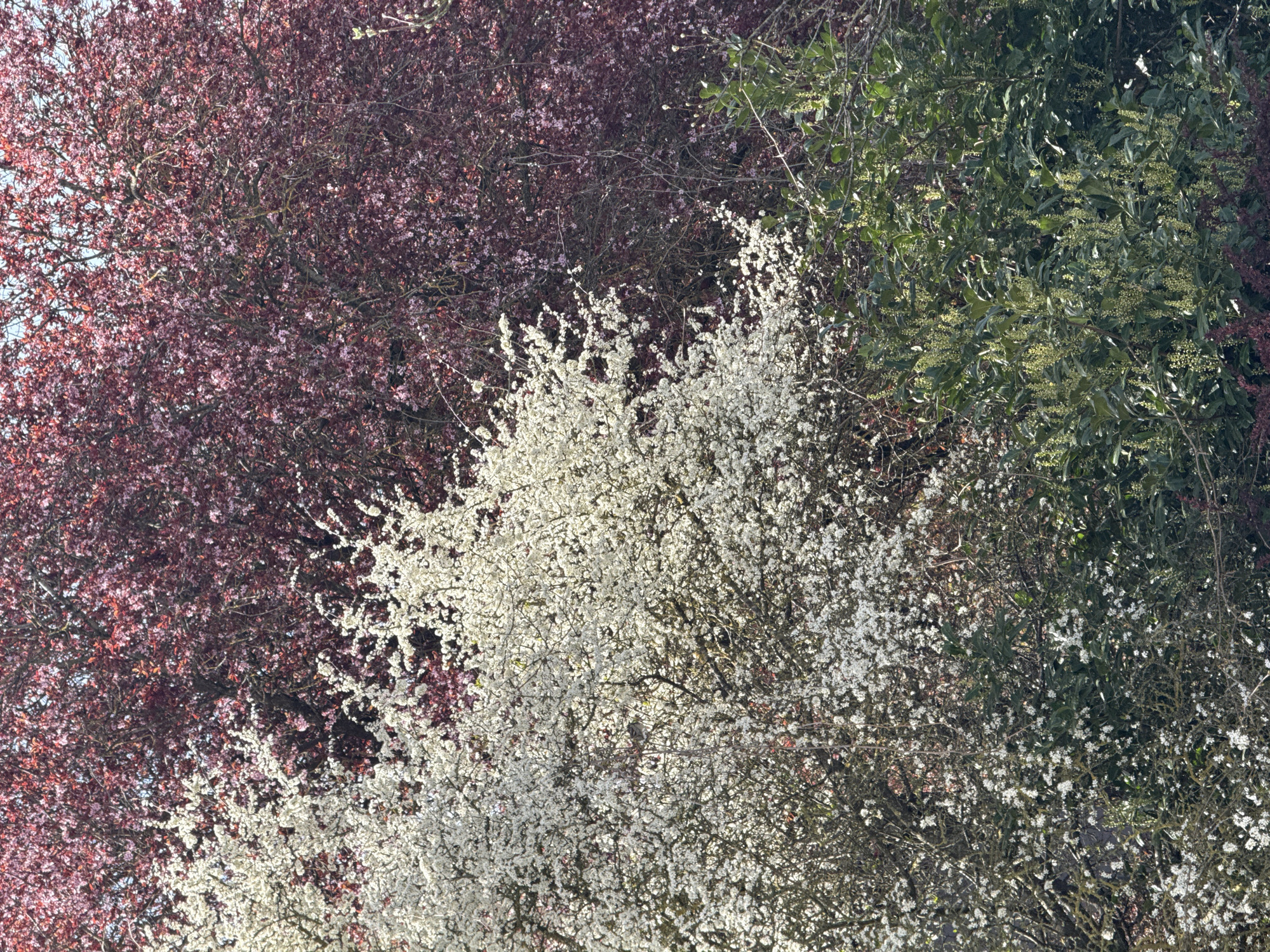 The image shows a cluster of trees in Esch-sur-Alzette, Luxembourg. The trees exhibit different foliage: one is a dark reddish-purple, possibly a plum or cherry tree, another is covered in dense white blossoms, and the third features green leaves and light yellow flowers, potentially another type of tree or shrub. The image suggests a park or garden setting, likely captured during springtime due to the flowering trees. There are no people visible in the shot.
