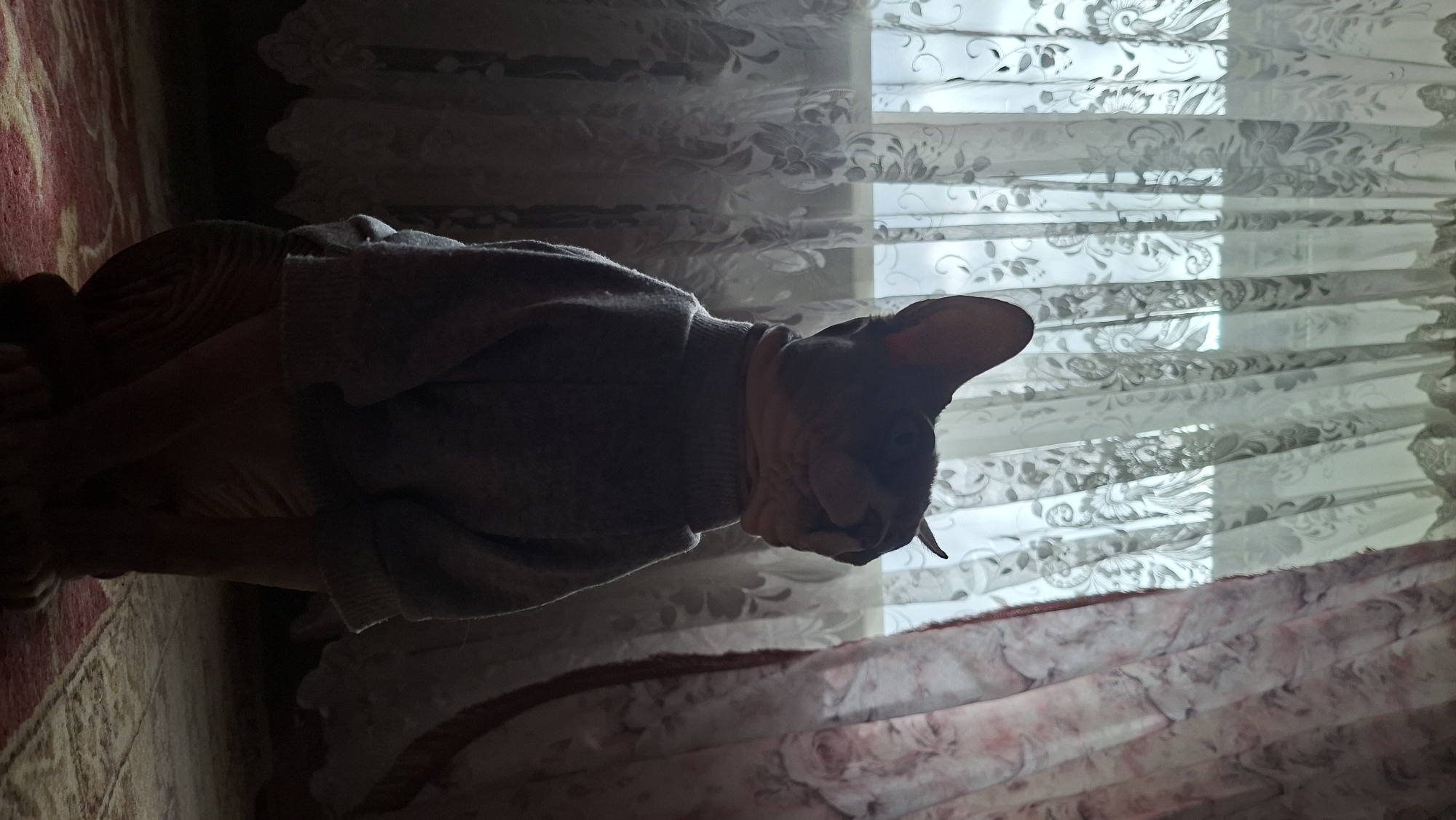 A hairless cat, possibly a Sphynx, is sitting on a rug in front of a window covered by sheer lace curtains. The cat is wearing a light grey turtleneck sweater. The curtains have a floral pattern. The overall lighting suggests it is daytime, but the room is dimly lit, with light filtering through the curtains. The cat is facing away from the camera, looking towards the window.