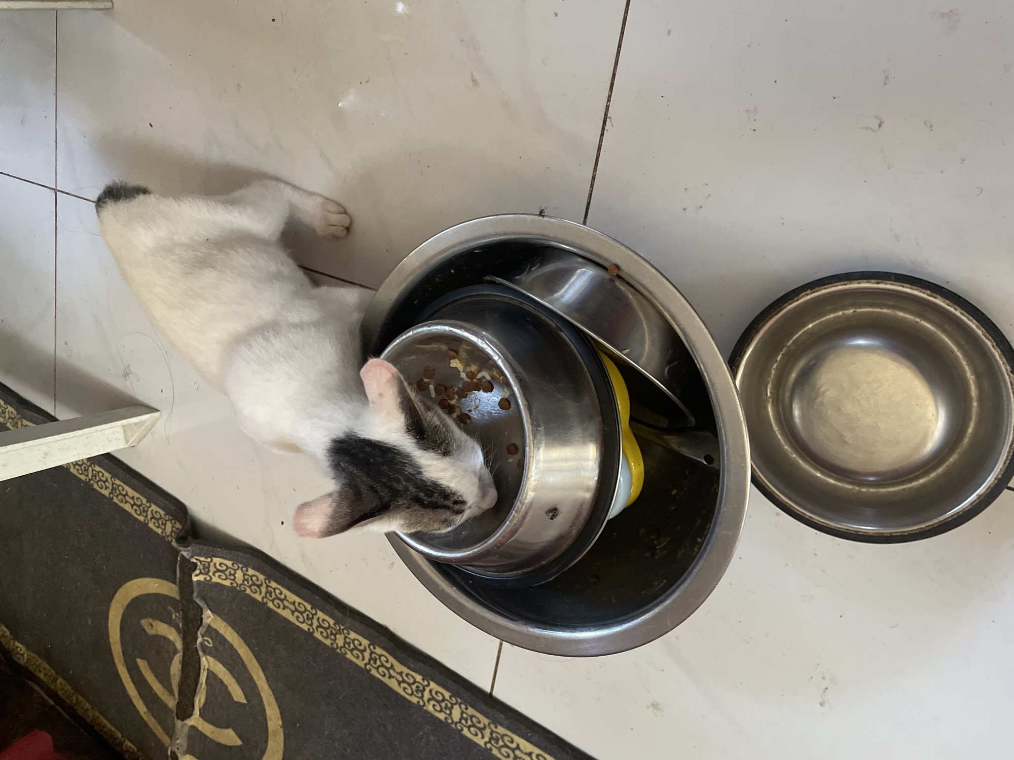 A white and gray cat is eating from a small, metal bowl filled with dry food. The bowl sits inside a larger, metal bowl. To the right is another empty metal bowl. The bowls are on a white tile floor. The lower left corner of the image shows a section of a black and gold mat. The location is Davao City, Philippines.