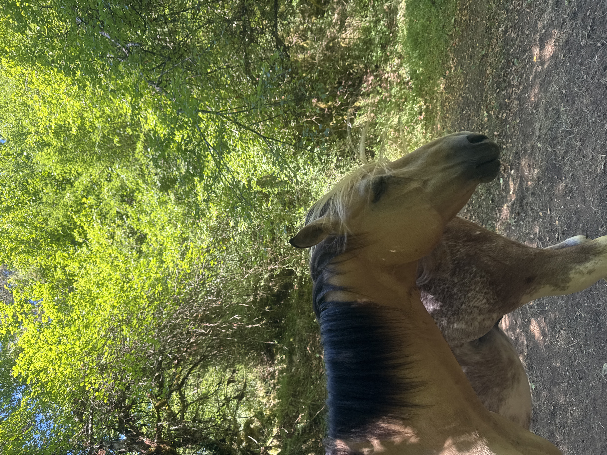 A light brown horse with a dark mane stands on a dirt path surrounded by lush green trees. The horse is facing to the right, with its head slightly lowered and its eyes closed. Sunlight filters through the leaves, creating dappled shadows on the ground. The environment appears to be a forest or wooded area. The image was taken in Saint-Claude, France.