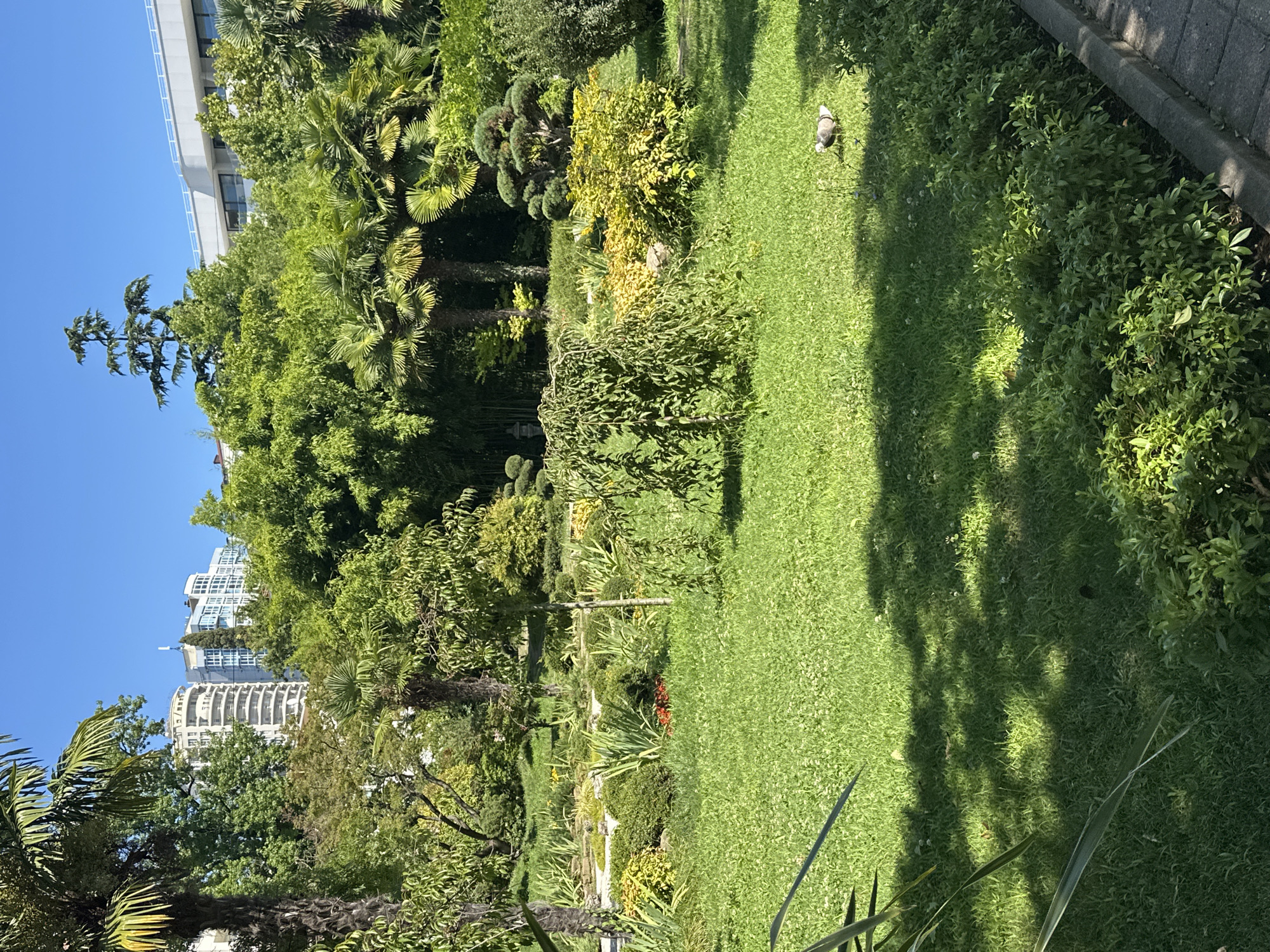 This image depicts a well-maintained park in Sochi, Russia, characterized by lush greenery and modern architecture in the background. The foreground features a vibrant green lawn, with a weeping willow-like tree casting dappled shadows. To the right, a small bird, possibly a dove, is visible on the grass.
The midground showcases a diverse array of plants, including palm trees and meticulously sculpted bushes, suggesting a tropical or subtropical climate. Beyond the foliage, several multi-story buildings are visible, with one appearing to be a contemporary hotel or residential complex with curved balconies and light-colored facades. The clear blue sky suggests fair weather. The presence of paved walkways and the style of the buildings hint at a resort or urban park setting within Sochi.