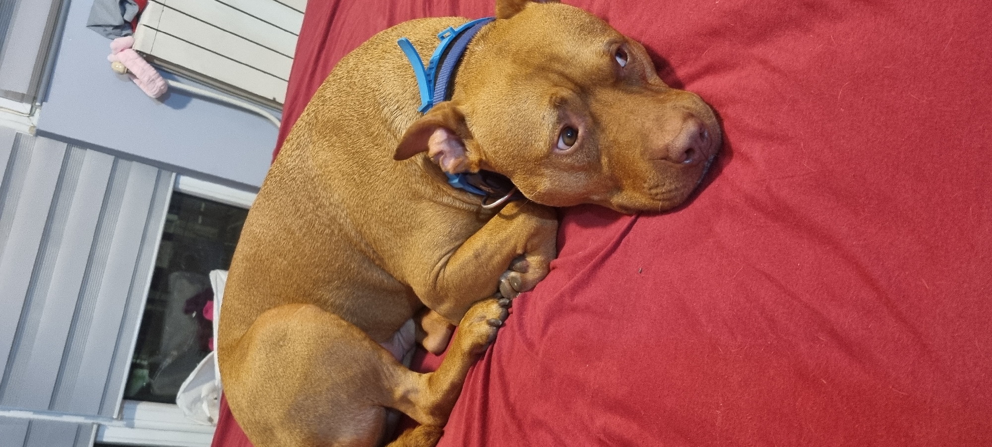 A tan-colored American Pit Bull Terrier or similar breed is centrally positioned, curled on a red fabric surface, presumed to be a bed. The dog is wearing a blue collar and is looking forward, directly at the viewer. Its front paws are tucked, and its body is oriented towards the left side of the frame. In the upper left background, a window with horizontal gray slat blinds is visible. Below the window, a white plastic laundry basket containing dark fabric is partially observed. The wall to the right of the window is painted light blue. A white panel radiator with vertical grooves is mounted against the light blue wall, upon which a pink fluffy headband and a piece of gray fabric are resting. The scene is illuminated by ambient indoor lighting, in the city of Unknown, Unknown.