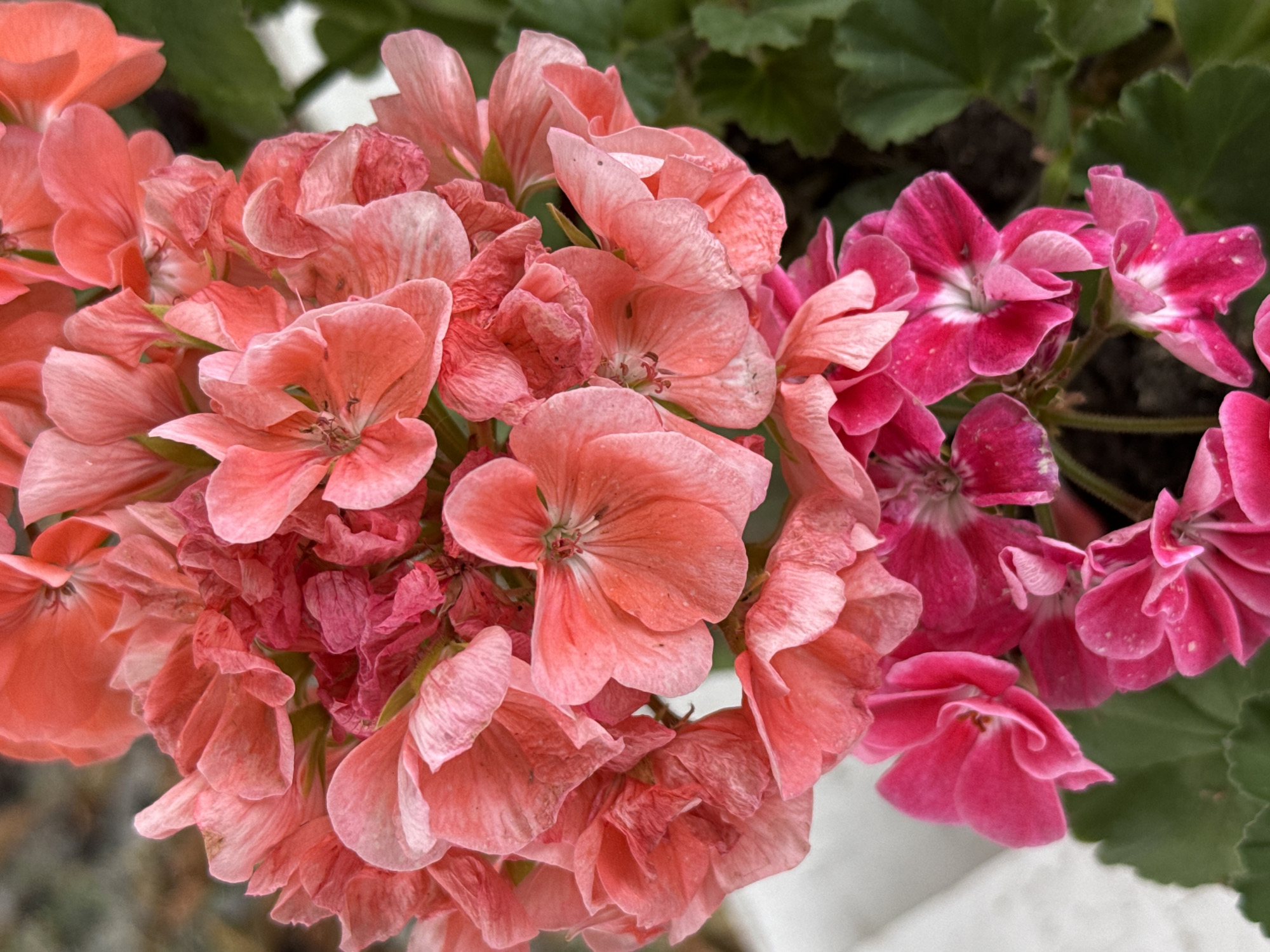 In Bubuieci, Moldova, a close-up, vertical, eye-level shot captures a vibrant cluster of blooming geraniums. The upper portion of the image is dominated by large, delicate petals in shades of coral and salmon, some showing signs of wilting and browning. These flowers transition downwards into a dense arrangement of smaller, intensely pink blossoms, their centers marked with white. The background is softly blurred, revealing hints of green foliage and a pale, indistinct surface, likely a pot or wall. The lighting is natural, highlighting the textures and variations in color of the petals.