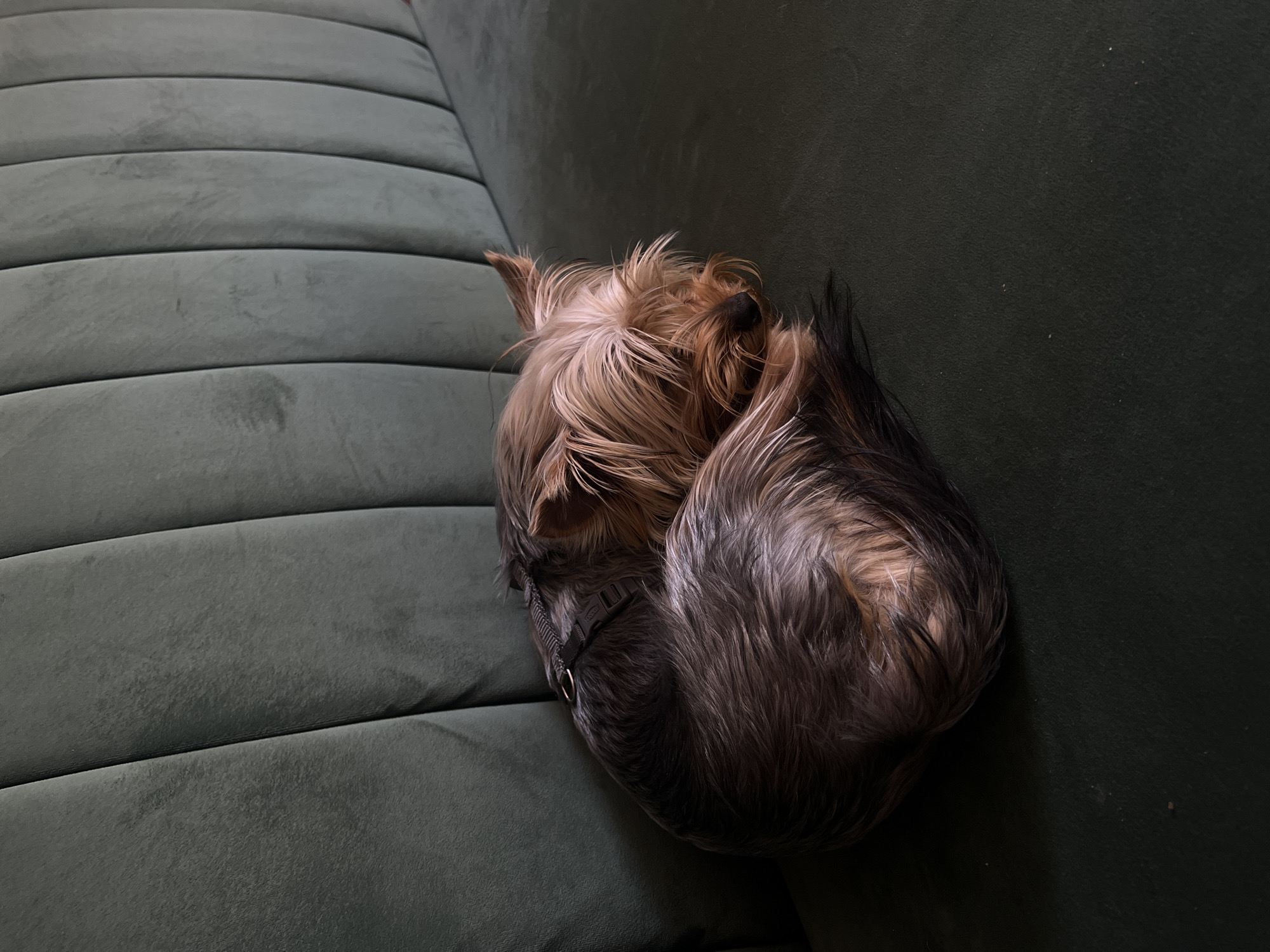 A small, tan and black Yorkshire Terrier dog sleeps curled up on a dark green, tufted couch. The dog is wearing a black harness. The couch is situated against a wall with vertical tufting. The overall impression is one of comfort and repose.