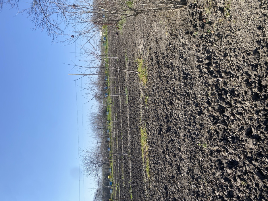 The image displays an outdoor agricultural scene in Merichleri, Bulgaria, under a clear, cloudless blue sky. The foreground and midground feature dark brown, freshly tilled earth, exhibiting a clumpy, uneven texture. Small patches of green vegetation are sporadically visible within the tilled soil. Rows of slender, deciduous trees, bare of foliage, are planted in the tilled ground, extending from the midground towards the background. Behind these trees, a visible apiary comprises numerous box-shaped beehives arranged in rows on a strip of green ground. The beehives present in varying colors, including yellow, blue, green, and natural wood tones. On the right side of the frame, denser, bare tree and shrub growth is observed, with several dark, spherical objects (consistent with dried fruit or galls) attached to the branches. Overhead, utility lines are visible horizontally across the upper midground. No human or animal subjects are present, and no overt activity is depicted.