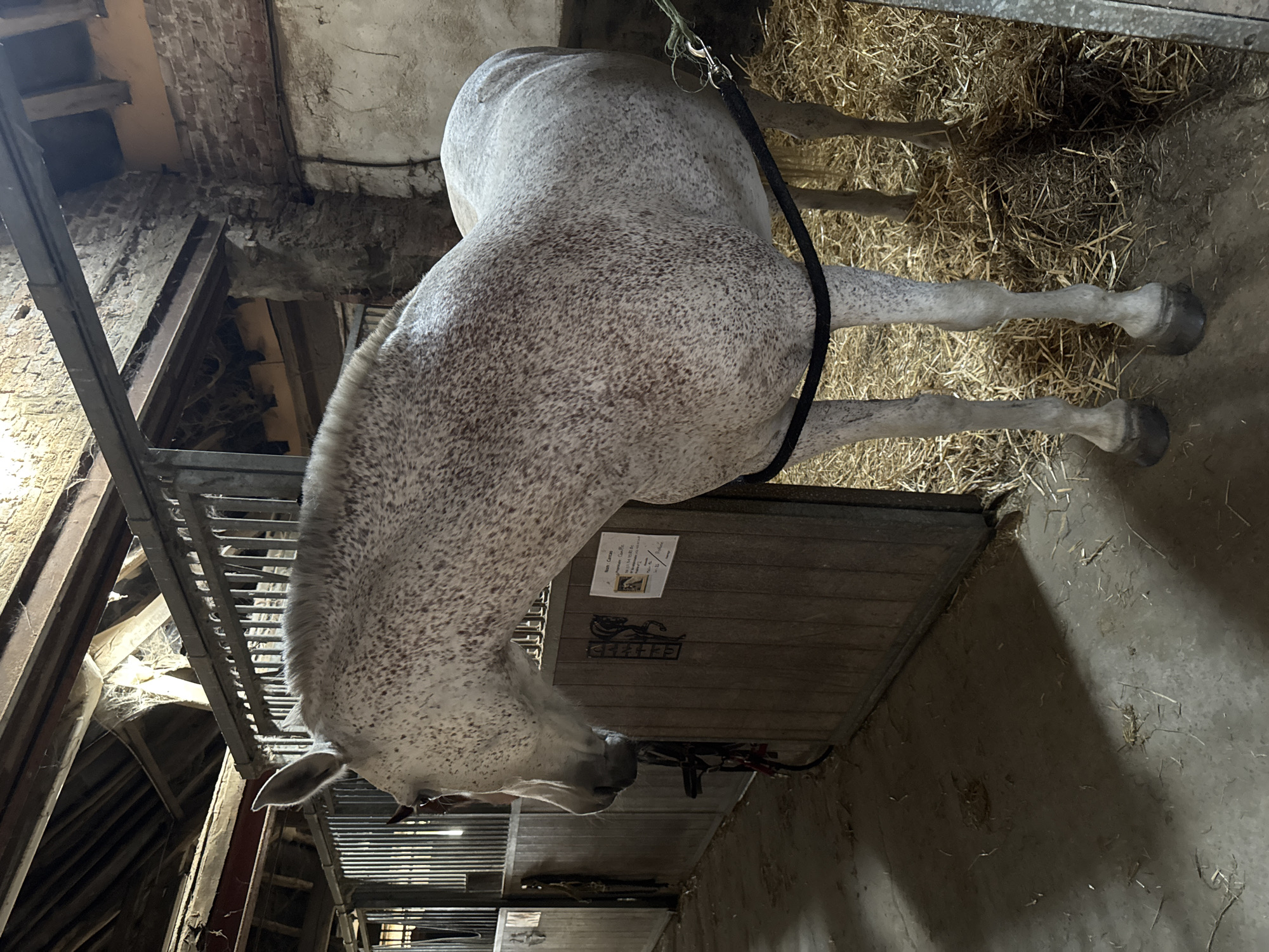 The image shows a dappled grey horse standing in a stable. The horse is facing left, with its head lowered slightly. It is wearing a black rope halter around its neck. The stable is made of wood and brick, with a hay-covered floor. Sunlight streams in from the top, casting shadows on the floor. There is a wooden stall door behind the horse, and a bridle is hanging on the wall to the left. A piece of paper with writing and a drawing of a horse is attached to the stall door. The scene appears to be an indoor environment, likely a barn or stable, with elements of rustic architecture. The overall impression is one of a quiet, domestic setting for the animal.
