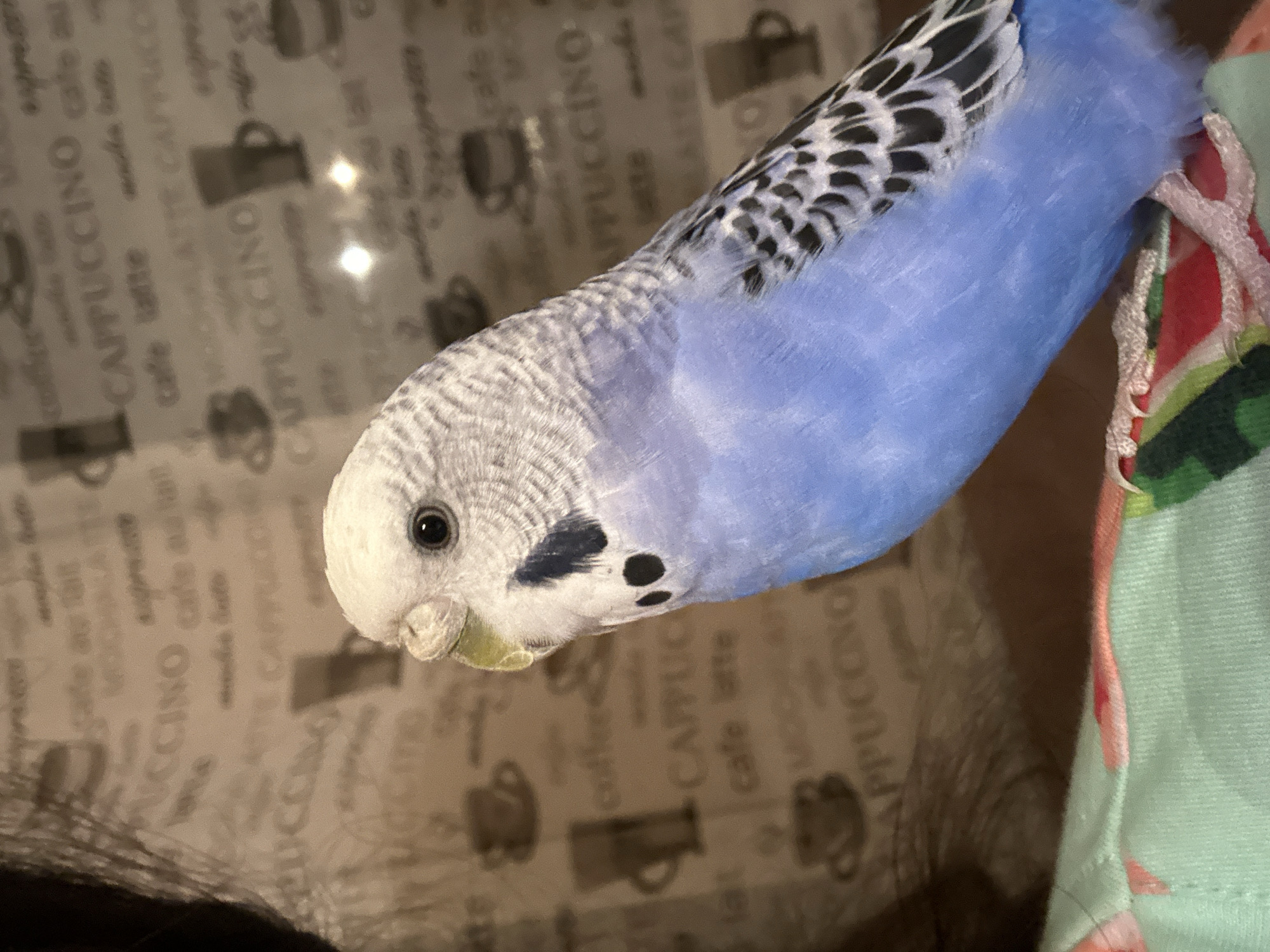 A budgie, primarily light blue with white and black markings on its head and wings, is perched on a patterned cloth in a close-up shot. The budgie is facing left, with its head slightly turned towards the viewer. Its eye is dark and prominent. The background features a repeating pattern of coffee-related text and images, including the word "CAPPUCCINO." The lighting is soft, with some reflections visible on the background. The cloth the budgie is perched on has a colorful geometric pattern with shades of green, red, and white. The image appears to be taken indoors.