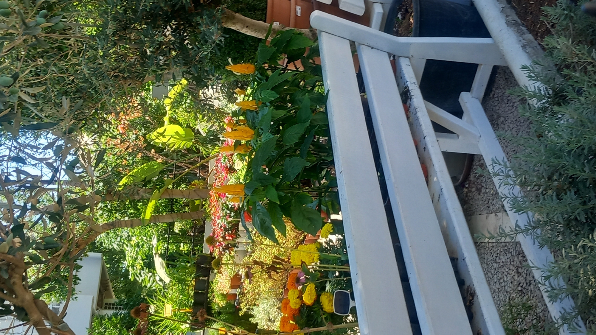 The image depicts a sunlit garden scene with a white wooden bench in the foreground. Behind the bench, a variety of potted plants and flowers are arranged, including yellow shrimp plants with their distinctive bracts, marigolds in orange and yellow, and other colorful bedding plants. Trees with leafy canopies provide shade, and the background reveals glimpses of a building and terracotta pots. The setting appears to be a well-maintained garden or courtyard. The location is identified as the city of Kos, Greece. There are no people visible in the image.