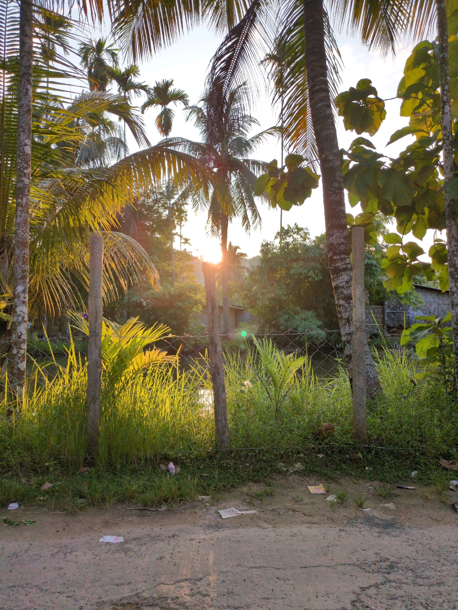 The image depicts a roadside scene in Borchora, India, bathed in the warm, golden light of a setting sun. Tall palm trees, their fronds creating a dappled canopy, dominate the foreground and midground. A chain-link fence, supported by concrete posts, runs horizontally across the frame, separating the road from a densely vegetated area. Beyond the fence, tall grasses and various types of foliage are illuminated by the sunlight, casting long shadows. In the distance, glimpses of structures and more trees are visible, suggesting a rural or semi-urban environment. The road in the foreground appears to be unpaved, with scattered debris, including small pieces of paper, suggesting a somewhat neglected area. The overall impression is one of a tropical landscape at dusk, with a natural setting bordering a developed area.