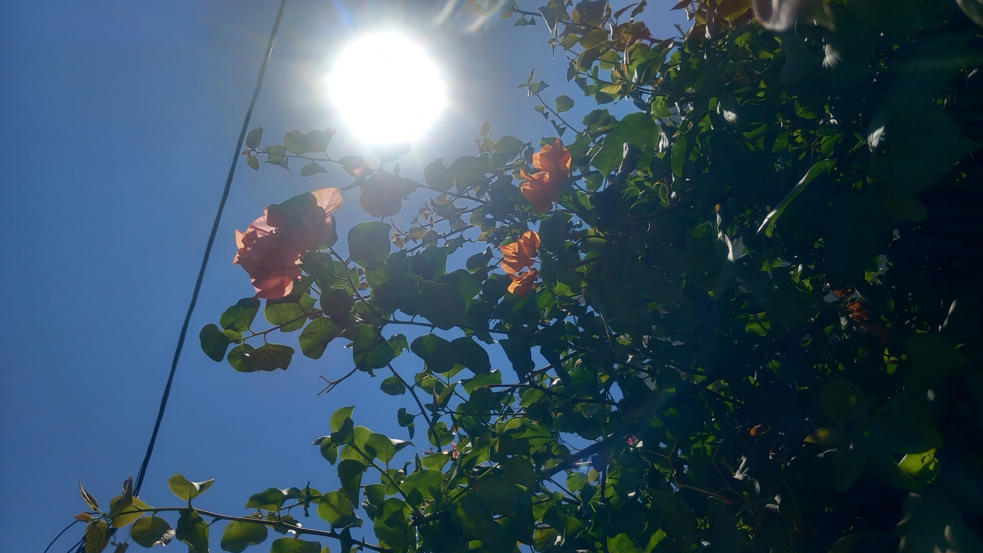 This image, captured on a bright sunny day in Kos, Greece, showcases a vibrant bougainvillea plant in bloom. The bougainvillea, with its characteristic paper-like bracts, displays hues of orange and pink, interspersed with lush green foliage. A power line is visible in the upper left portion of the frame, suggesting an urban or semi-urban setting. The bright sunlight, a prominent feature of the scene, creates a lens flare effect, casting a radiant glow and illuminating the flowers and leaves. The clear blue sky serves as a backdrop, emphasizing the natural beauty of the blooming plant.