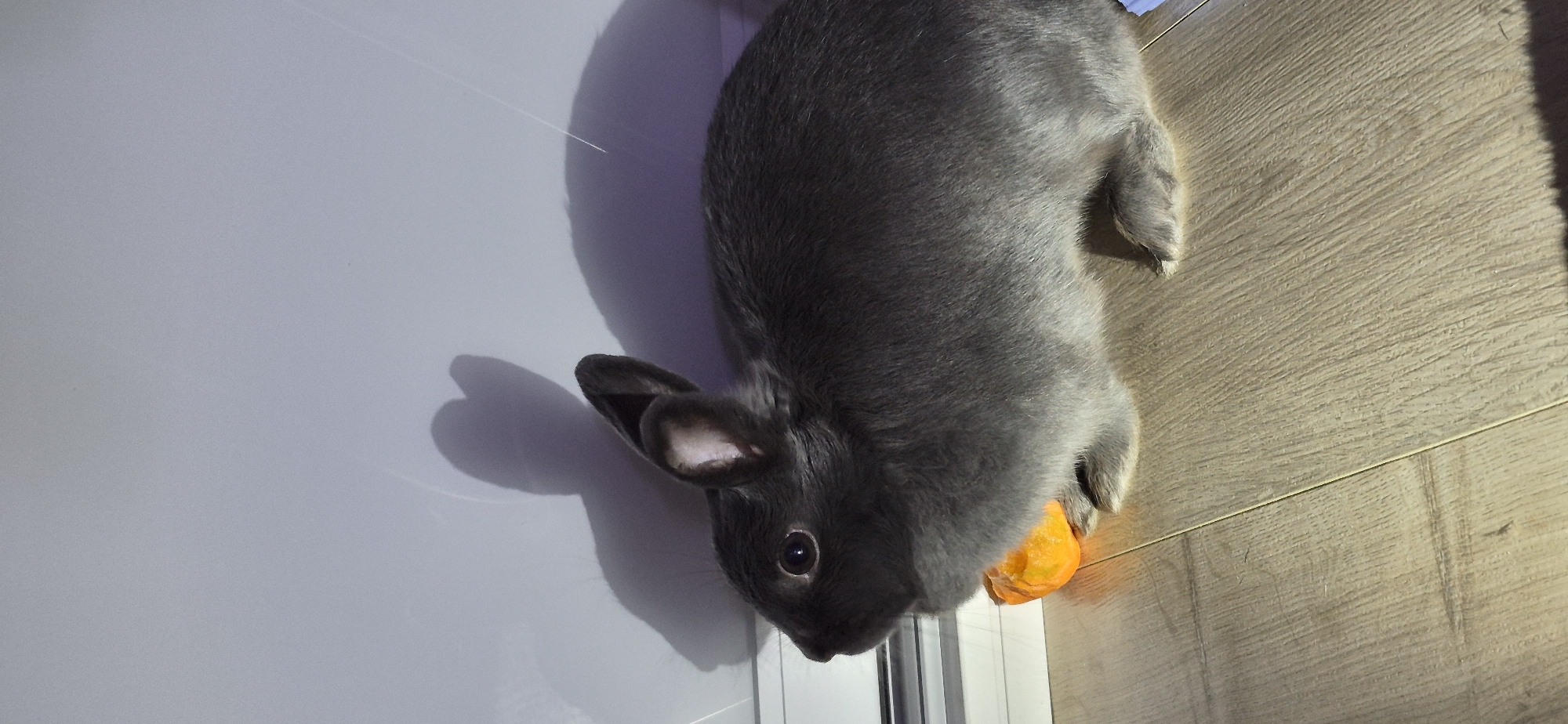 A dark gray rabbit is sitting on a wooden floor next to an orange object. The rabbit is facing left and its ears are pointed upwards. A shadow of the rabbit, including its ears, is cast on a light gray wall behind it. The rabbit appears to be a pet, and the scene suggests a domestic setting. There is no information in the image to indicate the location is in Ussurijsk, Russia.
