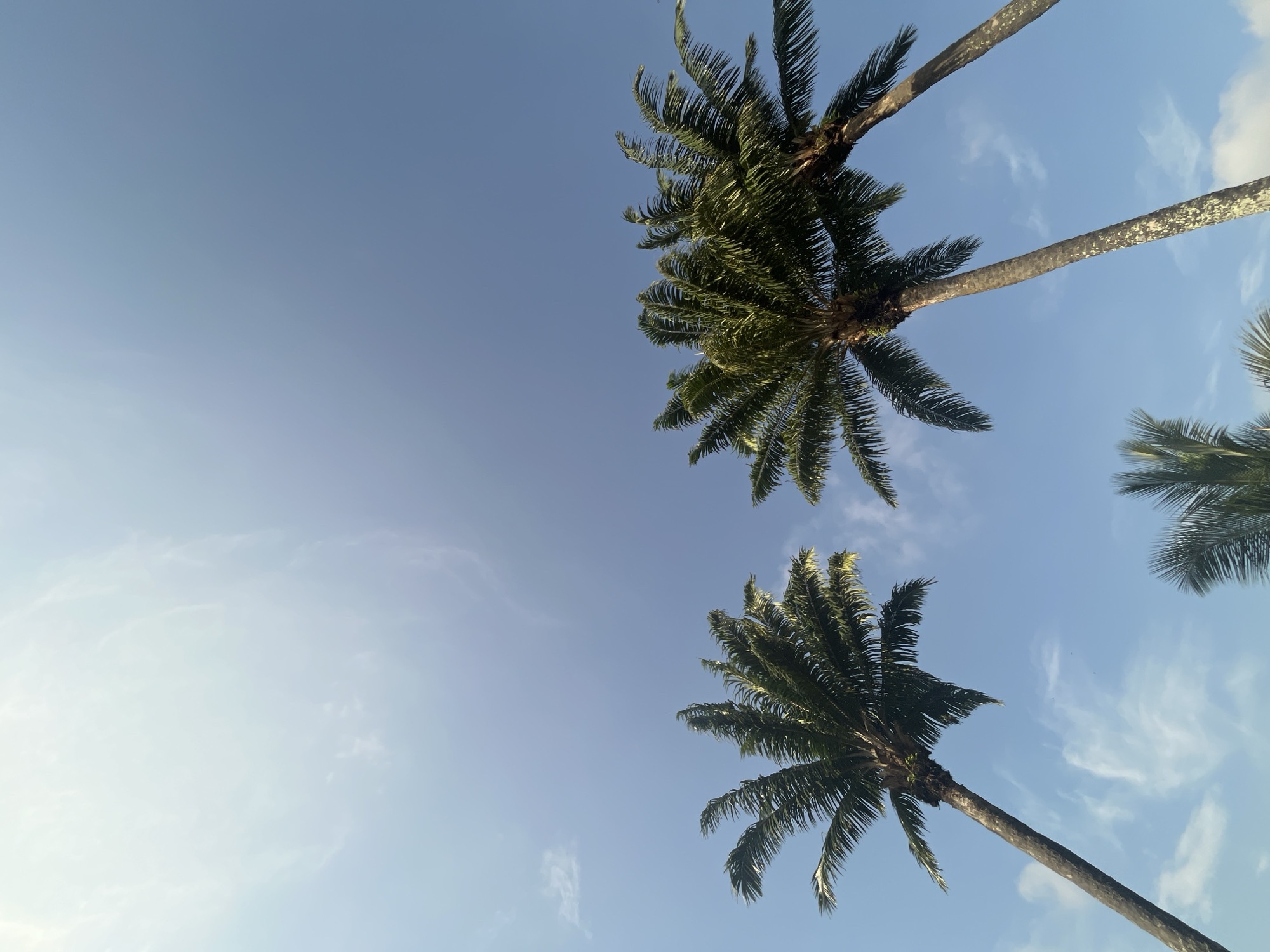 The image, taken from a low angle, shows several palm trees against a mostly clear blue sky with a few thin clouds. The trees are positioned across the frame, with their trunks extending upward. The location is not discernible from the image, and there is no information available to determine that the photo was taken in Ikot Ekpene, Nigeria. There are no people visible.