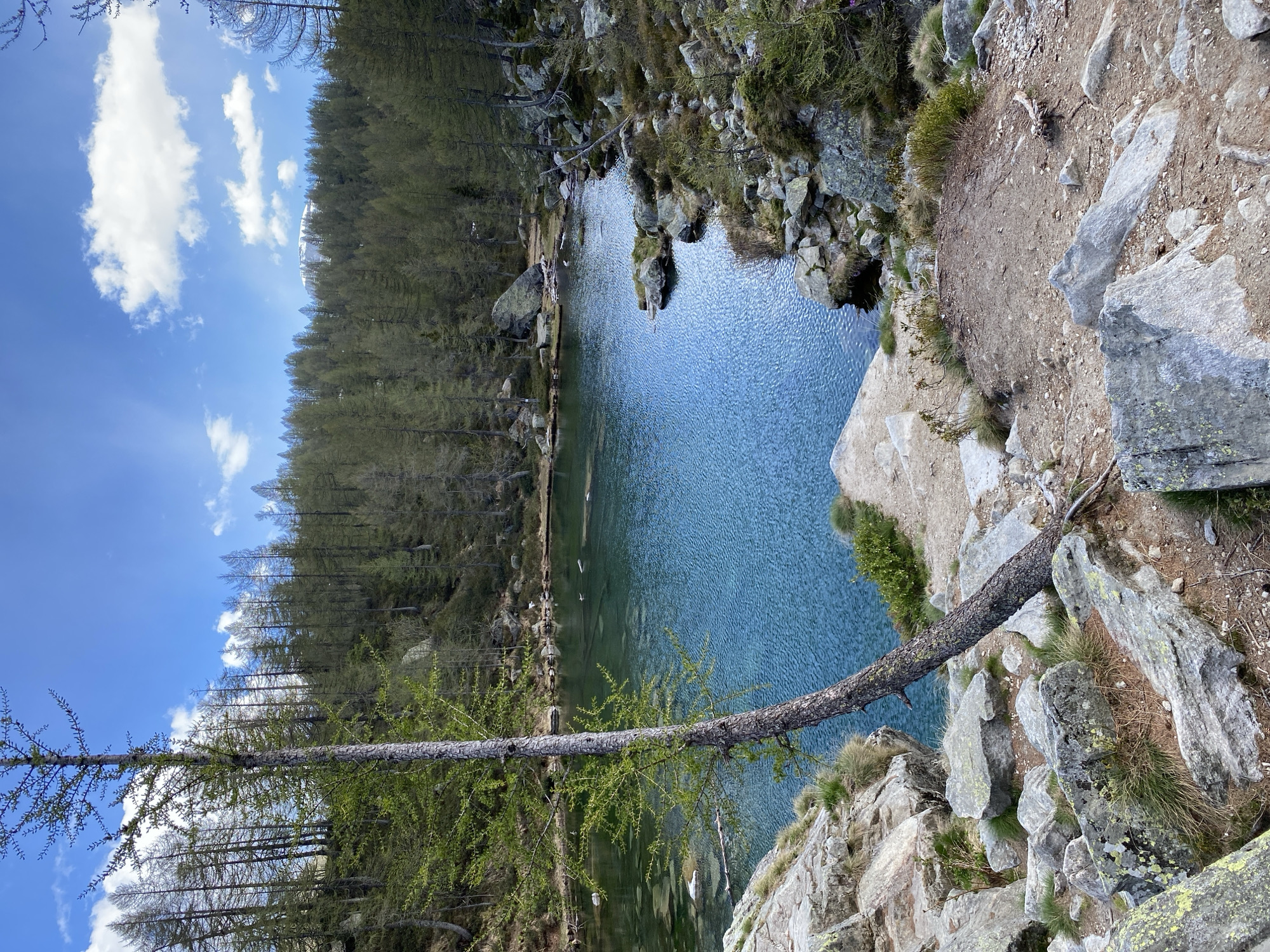 The image depicts a serene mountain lake surrounded by a dense forest, most likely taken near Baceno, Italy. The lake's water is a calm shade of blue-green, reflecting the surrounding trees and sky. The edges of the lake are rocky and rugged, with a mixture of bare stone and vegetation. A single tree trunk extends horizontally over the lake from the rocky edge. The forest along the shoreline is dense and lush, composed of tall trees. Above the forest, a blue sky is partially covered with scattered white clouds.