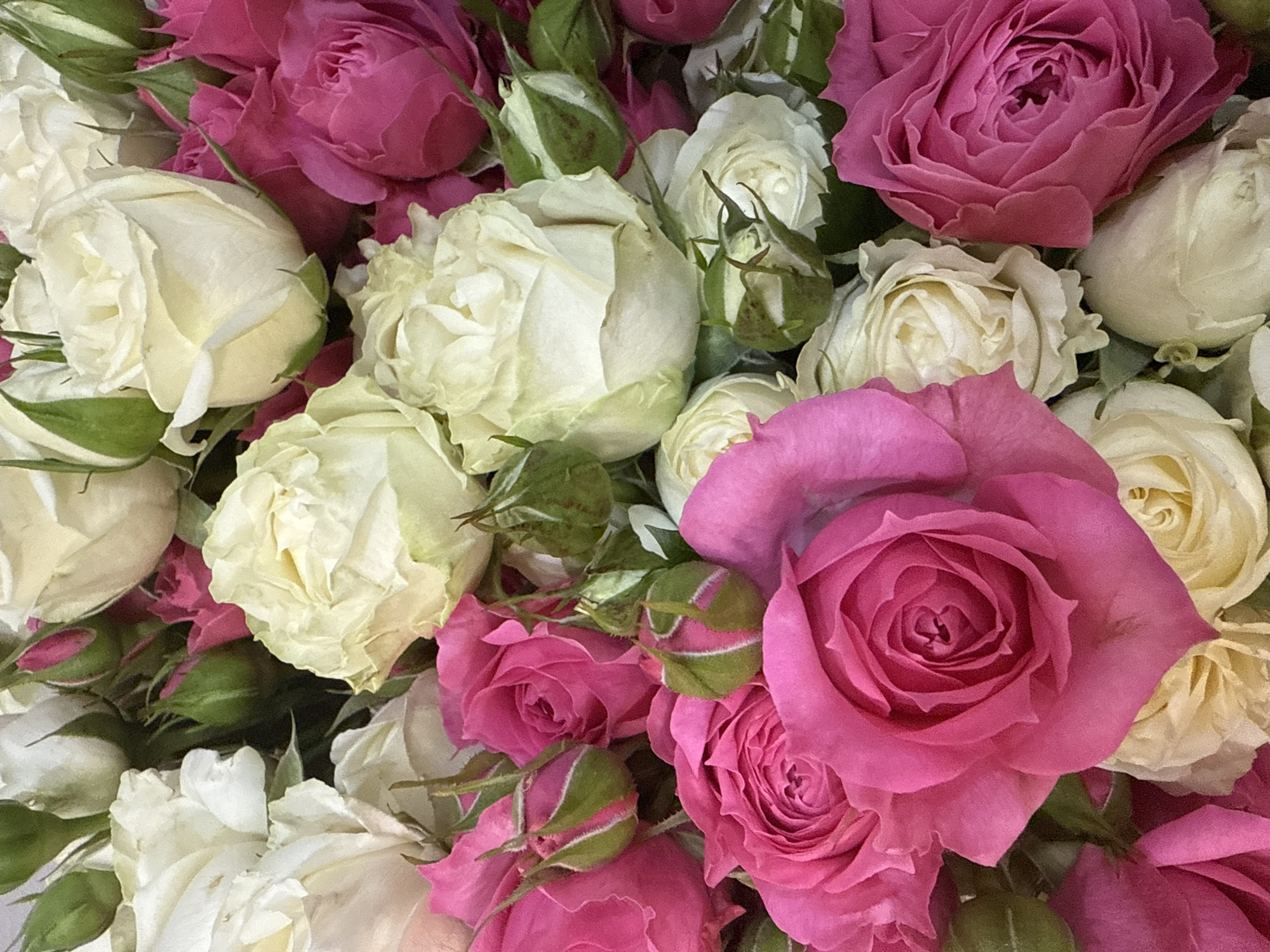 The image displays a close-up, overhead view of a vibrant and dense bouquet or arrangement of roses. The composition is entirely filled with blossoms, primarily featuring two main colors: a rich, vibrant pink (fuchsia) and a creamy white or light yellow.
Numerous roses are visible in various stages of bloom. Many are fully opened, particularly the pink ones, showcasing their intricate, layered petals and a deep, spiraling center. The white and light yellow roses also appear in different forms, from tightly closed buds, revealing green sepals, to partially opened and fully bloomed flowers with delicate, soft petals. The flowers are packed closely together, creating a lush, abundant appearance with petals overlapping.
The lighting is soft and even, accentuating the textures and subtle variations in color across the petals. No background elements, activities, or people are visible, ensuring the focus remains entirely on the detailed beauty of the flowers. There is no visible text.