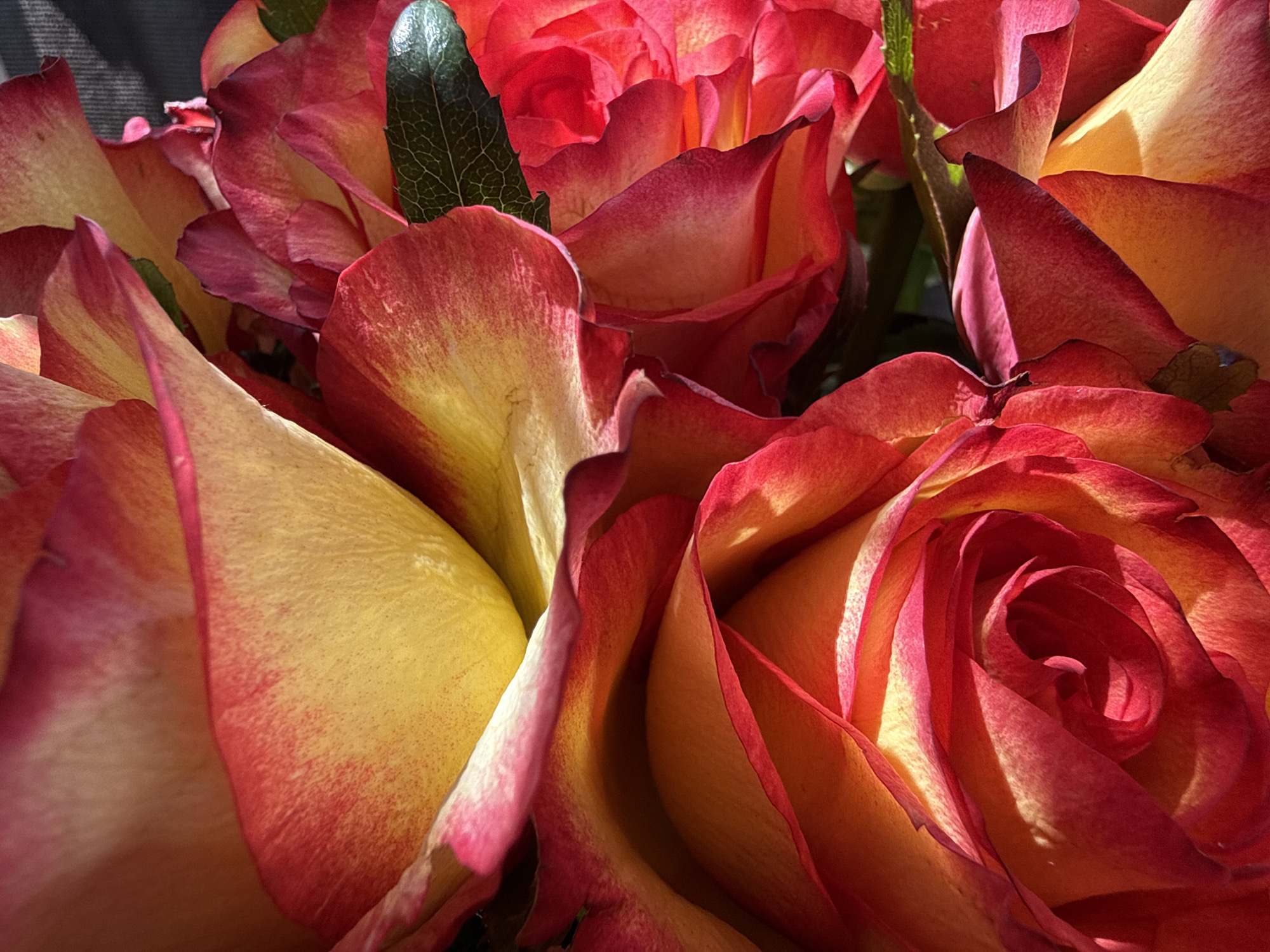 A close-up, macro photograph captures a bouquet of red and yellow roses. The petals display a gradient of color, transitioning from a deep red at the edges to a vibrant yellow at the base. The texture of the petals is visible, with delicate veins and subtle creases. In the upper left portion of the image, a dark green leaf with a visible vein pattern is interspersed among the rose petals. The lighting creates dramatic shadows and highlights, emphasizing the three-dimensional form of the flowers. The background is dark and out of focus, drawing attention to the intricate details of the roses. This image was taken in Bad Sachsa, Germany.
