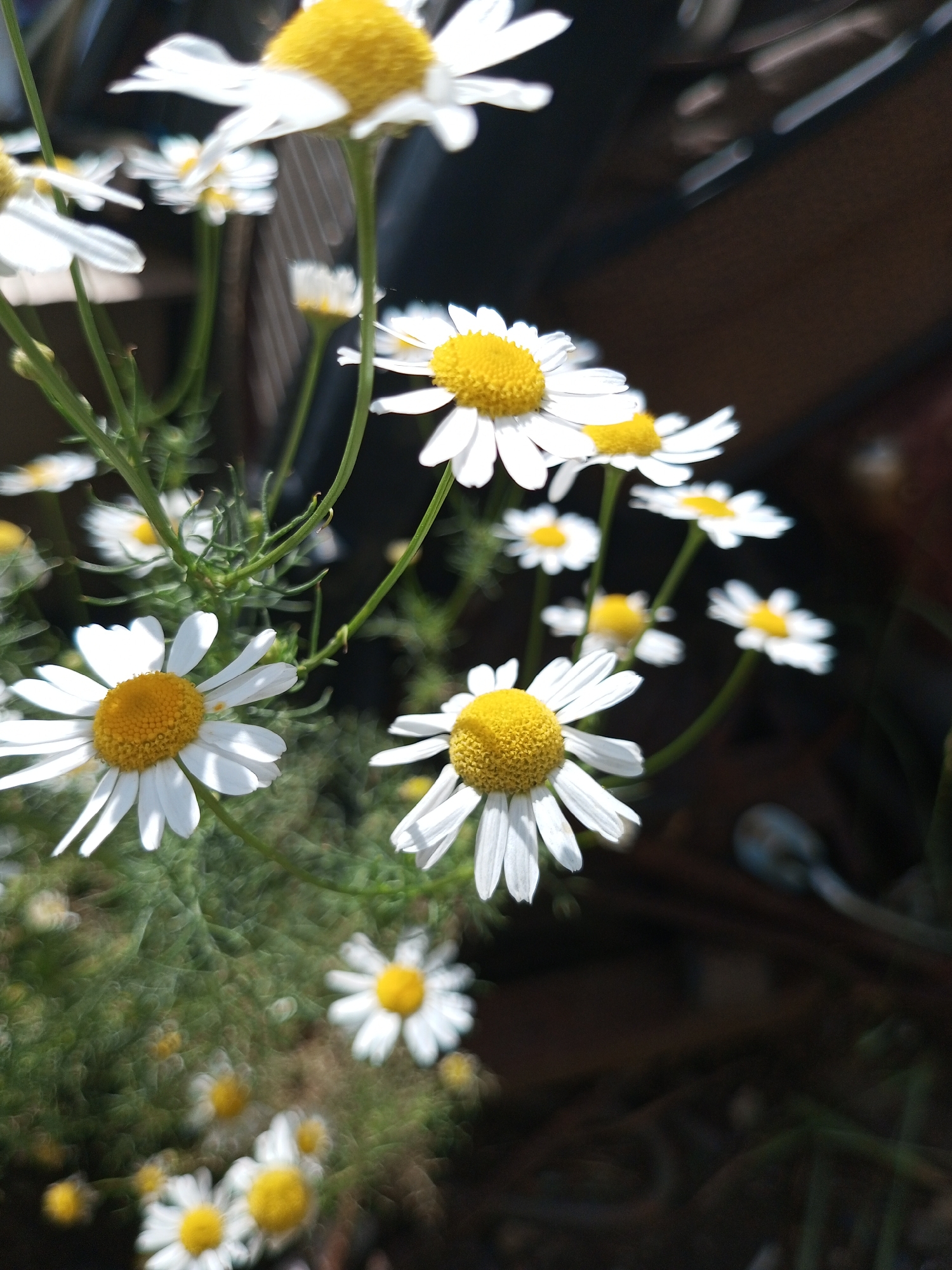 A close-up, low-angle shot captures a cluster of white daisies with yellow centers, their petals in various stages of bloom. Some flowers are sharp and in focus, while others in the background are blurred due to a shallow depth of field. The daisies are interspersed with green stems and foliage. The background is dark and indistinct, suggesting an outdoor setting, possibly a garden or natural area. The lighting appears to be natural sunlight, creating highlights on the petals. There are no people or animals present in the image. The scene is peaceful and natural, highlighting the delicate beauty of the flowers. The location in Zavyalovo, Russia, contributes to the overall impression of a rural or semi-rural environment.