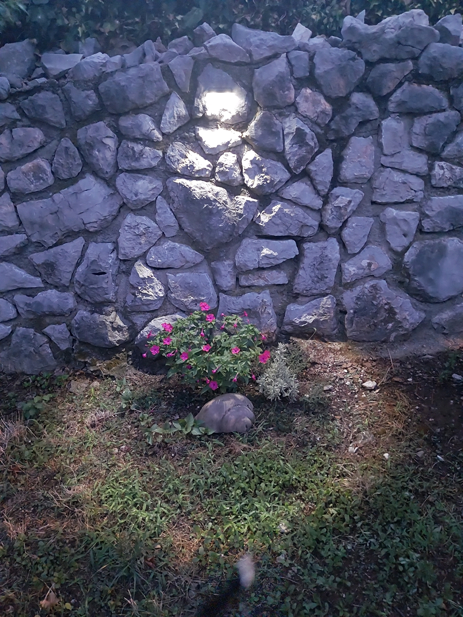 The image depicts a stone wall in the city of Krasica, Croatia, illuminated by a spotlight. In front of the wall, a small cluster of pink flowers is visible, surrounded by green grass and small pebbles. A grey rock is positioned in front of the flowers. The lighting suggests it is either dusk or nighttime. The stone wall is constructed from irregular-shaped grey stones of varying sizes, with some darker grout visible between them. The ground is covered with a mix of grass, dry leaves, and soil. The overall scene is serene and rustic.