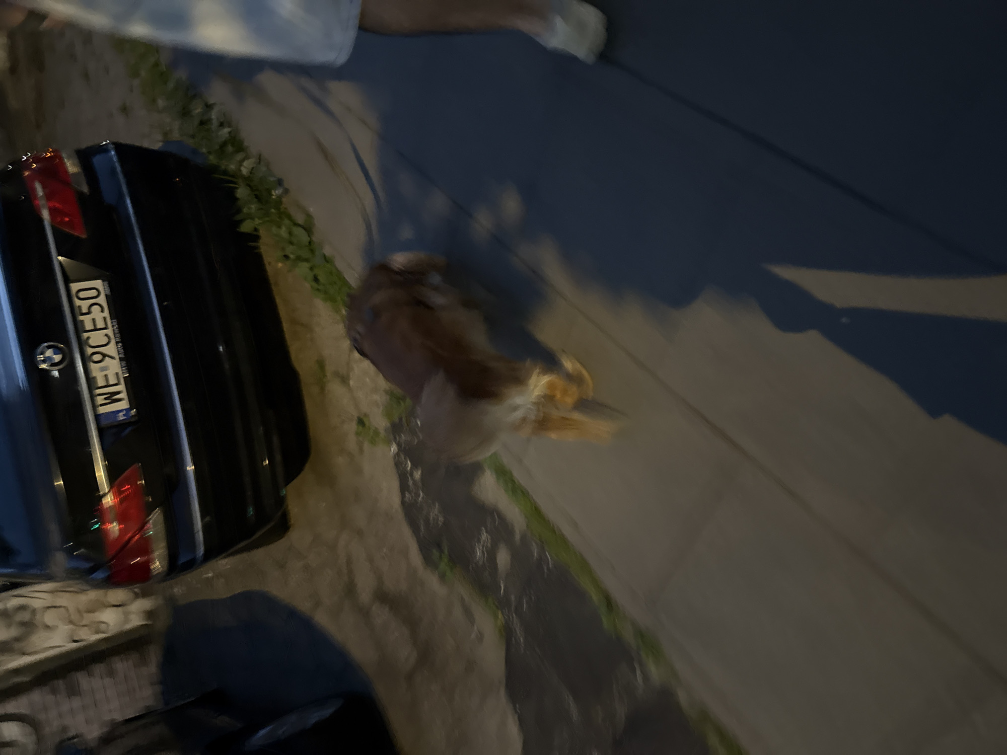 The image shows a black BMW car parked on a street. The license plate is partially visible and reads "WE 9CE50". A light-colored dog with brown markings is in the middle of the street, appearing to be in motion. The dog is blurry, suggesting it was moving quickly. The scene is lit by artificial lights, indicating it is nighttime. There are shadows on the ground, cast by the car and possibly other unseen objects. The car's taillights are red. The street appears to be paved with cobblestones or similar material in some areas, and there is a grassy verge or sidewalk next to the road. Parts of a person's legs and feet are visible at the top of the frame, suggesting someone was present, possibly walking or standing near the car. The overall impression is a casual nighttime scene on a street, with a dog being the main focus of activity.