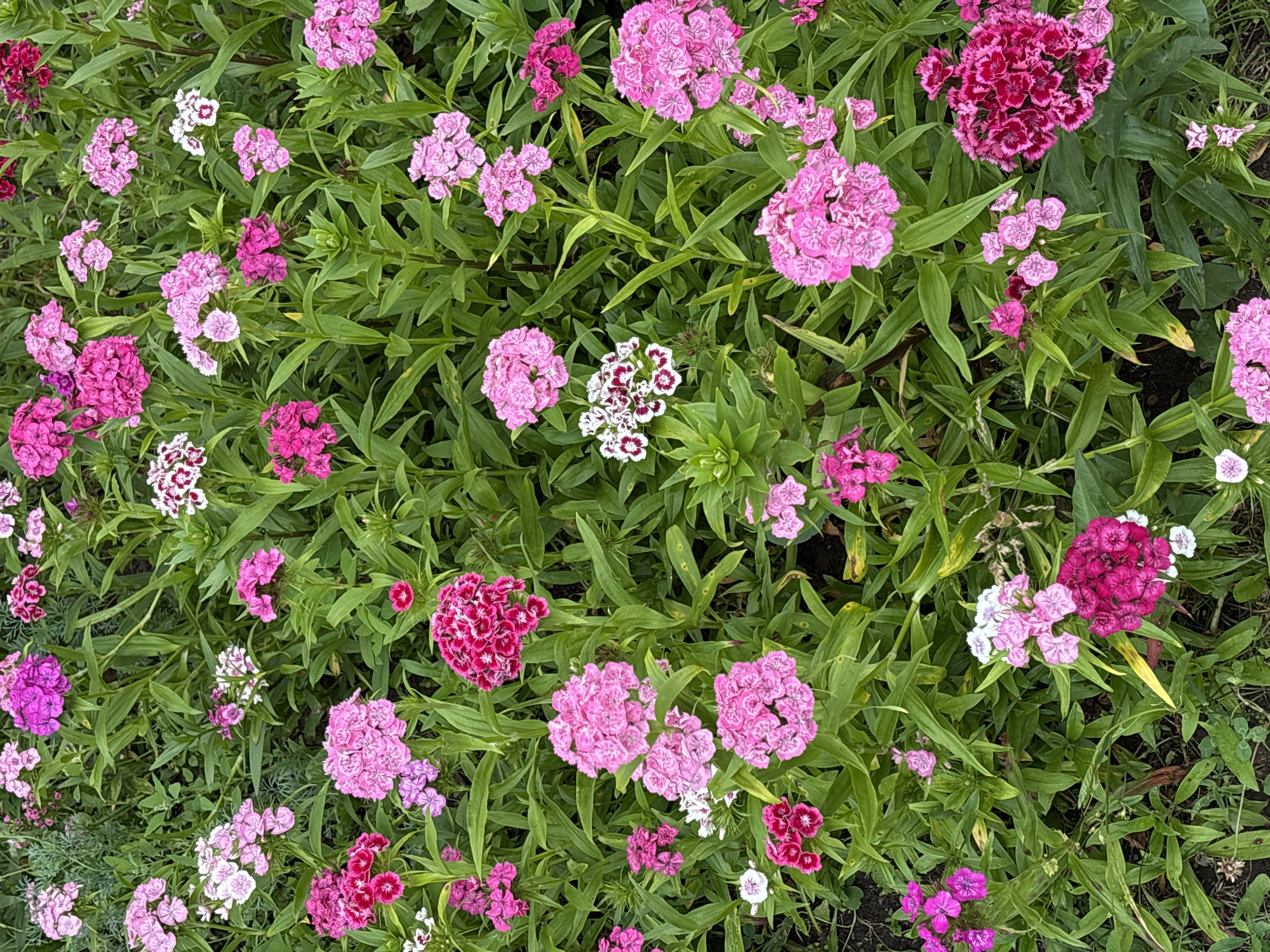 The image displays a dense bed of bright pink and magenta flowers, likely dianthus, with green foliage. The flowers are in various stages of bloom, some fully open and some in bud. The scene is shot from a high angle, looking directly down into the flower bed. The background is out of focus, creating a shallow depth of field. There are no people or animals visible in the image. The setting appears to be a garden or park. There is no information available in the image to suggest this scene is located in the city of Новый Кинер, Russia.