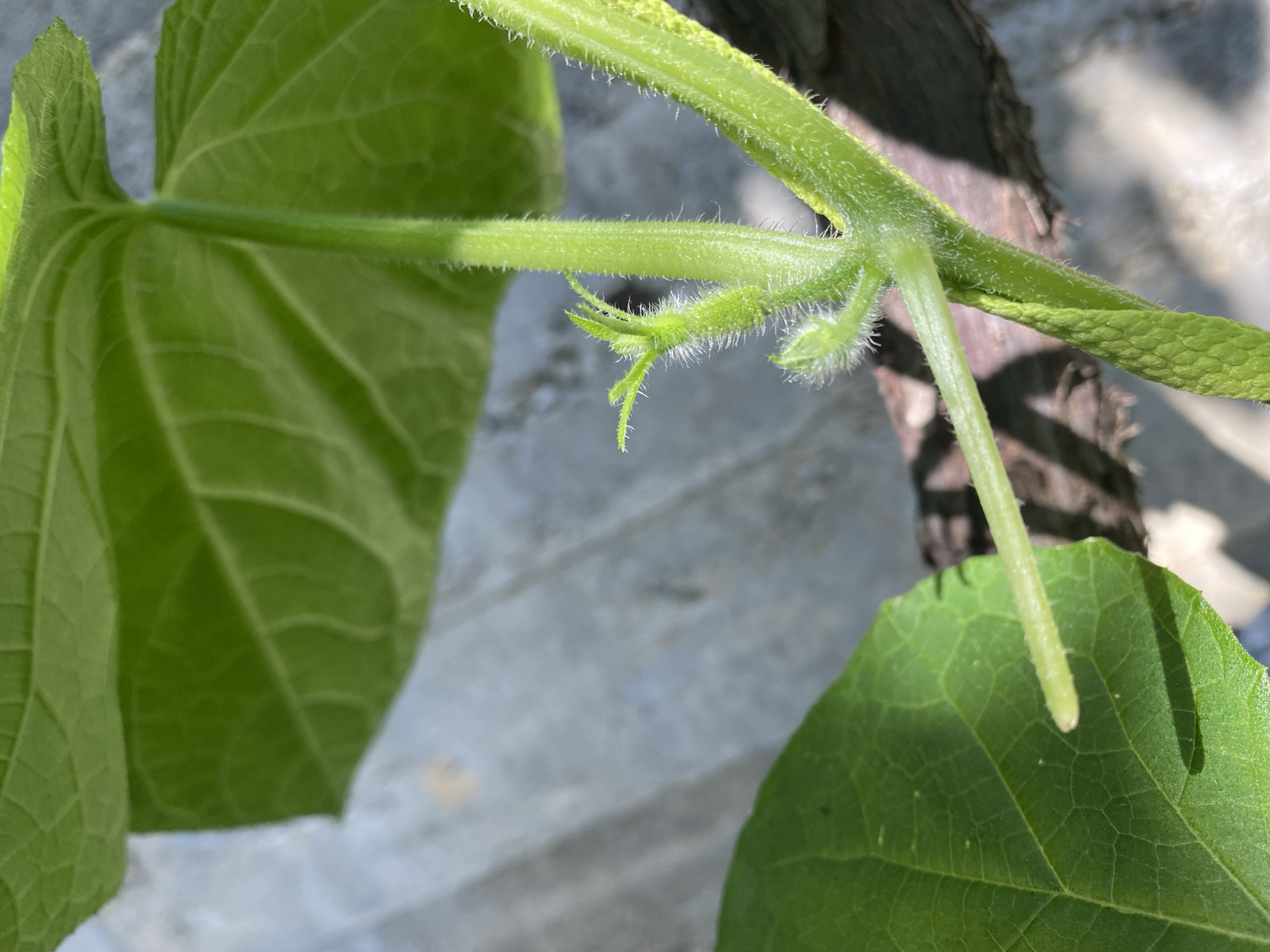 This is a close-up, eye-level shot of a green plant stem with fuzzy textures and small nascent leaves or buds. The stem is green and appears to be growing upwards and to the right. A larger green leaf is visible in the upper left corner, casting a shadow on a rough, greyish surface that may be a stone or concrete surface. Another green leaf is in the lower left corner, also casting a shadow. The plant is growing outdoors, with dappled sunlight suggesting an open area. The background is out of focus and shows variations in texture and color, with some darker, rougher elements possibly being wood or earth. No people are visible. The scene is consistent with a plant growing in an urban environment, such as a garden or park in Zgrade, Montenegro.