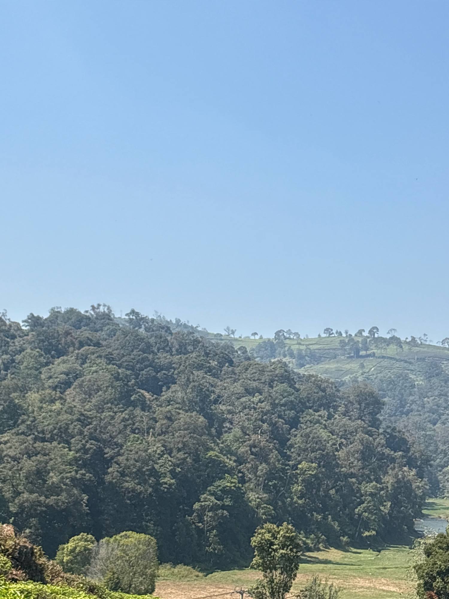 The image shows a vast, undulating landscape covered in dense, green forestation. In the foreground, the tops of trees are visible, some with dark, leathery leaves and others with lighter, more feathery foliage. The trees form a thick canopy, obscuring the ground below. Behind the foreground trees, a hillside rises, also covered in dense forest, though the trees appear smaller and more uniformly shaped. Further in the distance, the landscape transitions to rolling hills that have been cleared and terraced, revealing patches of green, likely tea plantations. Scattered across these cultivated hills are numerous trees, their silhouettes distinct against the pale blue sky. A faint haze or mist hangs in the air, softening the distant features and adding depth to the scene. The sky is clear and a uniform light blue, with no clouds visible. The overall impression is one of a serene, natural environment, with human cultivation subtly integrated into the vastness of the forested hills.