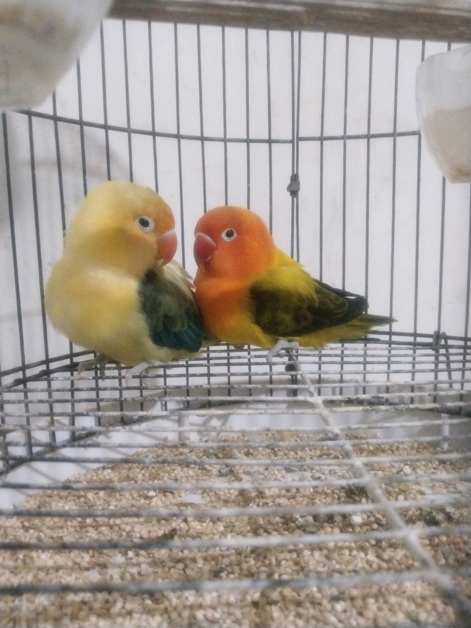 The image shows two lovebirds in a cage. One lovebird is predominantly yellow with some green on its wings. The other lovebird has an orange head and neck with a yellow body and green wings. They are perched on a metal grate within the cage, and the bottom of the cage contains birdseed. The background consists of vertical cage bars against a white wall. The scene is indoors, likely in a residential setting in Kuripansari, Indonesia, though there are no specific visual cues to confirm this location within the image itself.