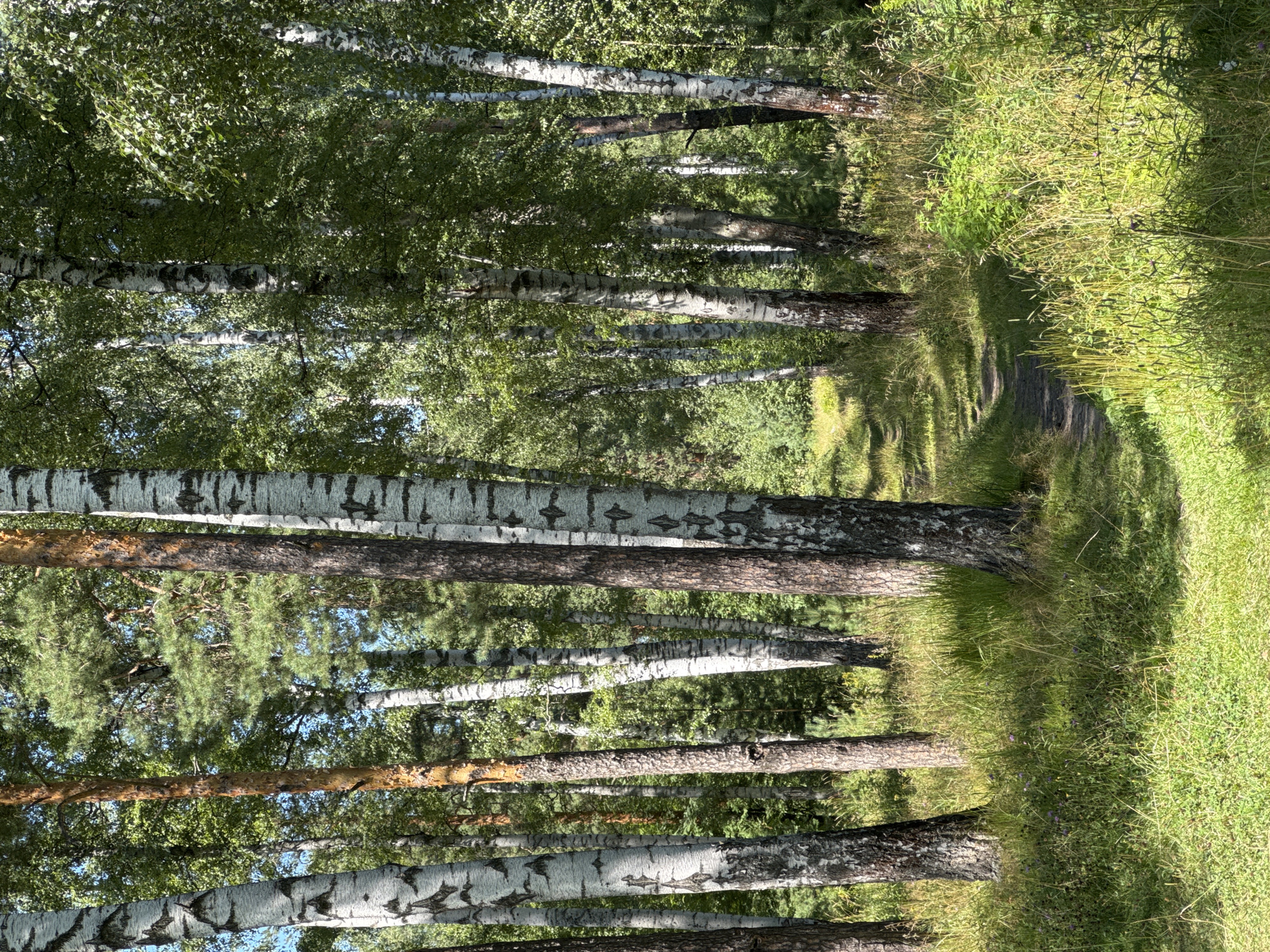 The image depicts a sun-dappled forest path winding through a stand of birch and pine trees. The path is narrow and appears to be made of dirt. Tall grasses and wildflowers line the path, with sunlight filtering through the dense canopy of leaves overhead. The scene conveys a sense of natural tranquility and is consistent with many wooded areas within Nizhny Novgorod, Russia, such as those found in parks like the 777th Anniversary of Nizhny Novgorod Park or the Alexandrovsky Garden, which feature similar mixed forests and walking trails. No people or animals are visible in the image. The environment is predominantly green and brown, with splashes of white from the birch tree trunks. The overall atmosphere is peaceful and undisturbed.