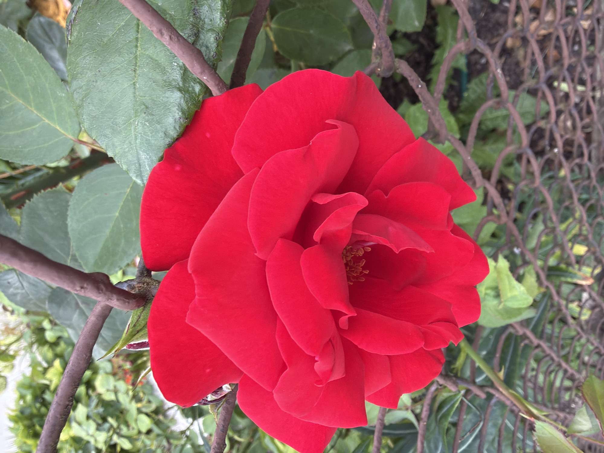 A close-up, eye-level shot captures a vibrant red rose in full bloom, its petals velvety and slightly ruffled. The rose is positioned centrally, dominating the frame, with its complex layers of petals unfurling outwards. In the background, a blurred expanse of green foliage suggests a garden setting. A rusty metal fence, with its diamond-shaped pattern, runs horizontally across the lower portion of the image, providing a textural contrast to the softness of the flower. Two dark, woody stems from the rose bush cross diagonally over the bloom, adding depth and structure to the composition. The lighting appears natural, casting soft shadows and highlighting the rich color of the rose. The scene is devoid of any people or animals. The image does not provide specific geographic markers or information that would allow for its localization within Szczecin, Poland.