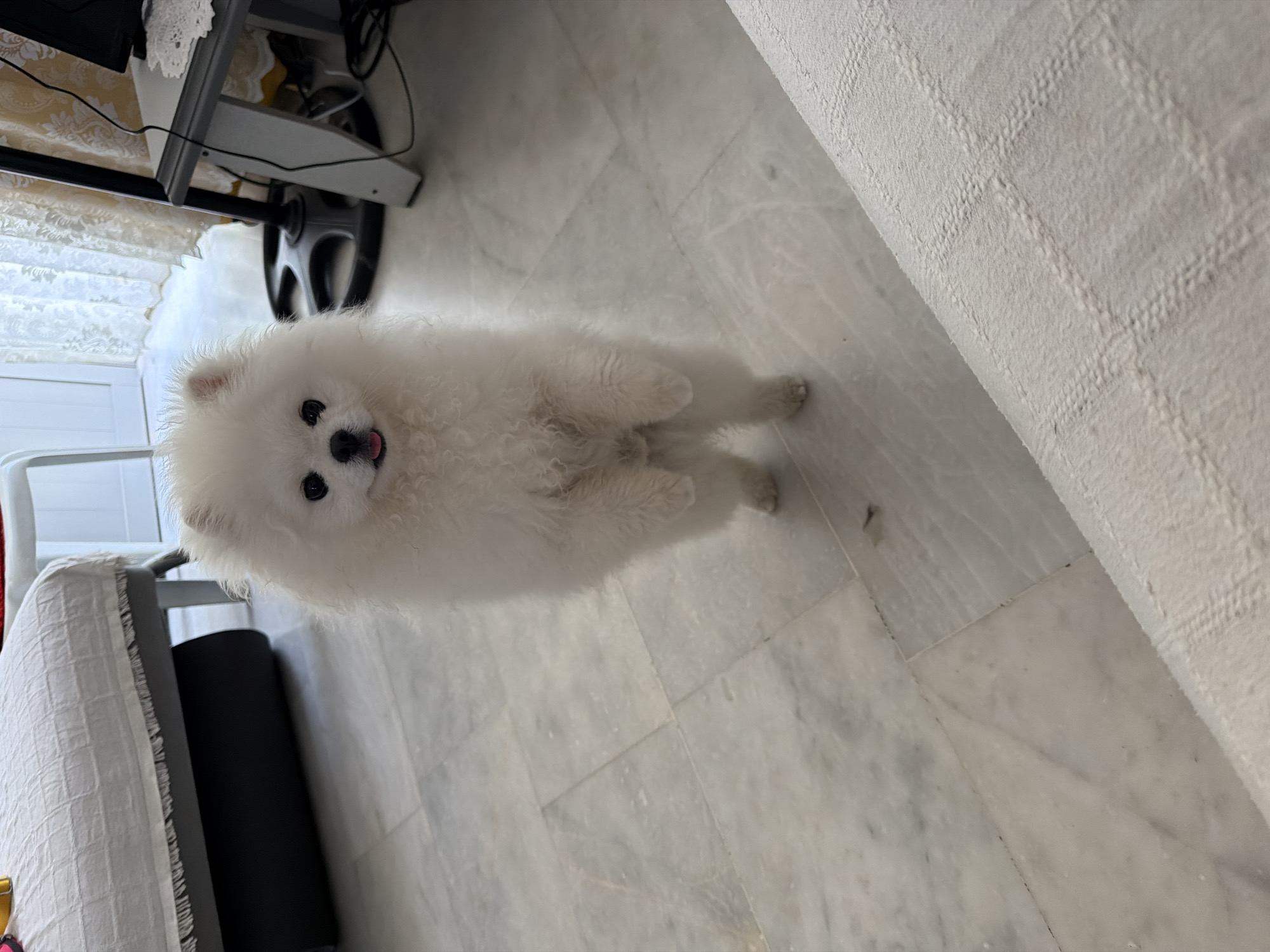 A white Pomeranian dog is standing on its hind legs on a marble floor. The dog has a fluffy coat and is looking directly at the camera with its tongue slightly out. In the background, a white textured couch is visible in the foreground, and further back, there is a bed with a white textured cover, a black yoga mat, and a fan with a black base. A gray side table with a black computer monitor is also present. The scene appears to be indoors, in a residential setting, possibly a living room or bedroom. There is no indication of the location being in Marmaris, Turkey.