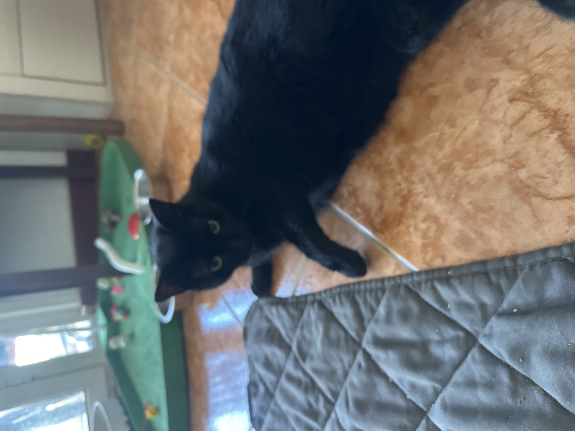 A black cat with green eyes lies on an orange tiled floor next to a quilted dark gray mat. In the background, a green play mat with various toys and a white plastic structure is visible. The environment appears to be indoors, likely a home, with a window and a white wall in the background. There are no people visible in the image. The image is taken from a slightly elevated angle. The scene does not provide any specific information about the location within the city of Budva, Montenegro.