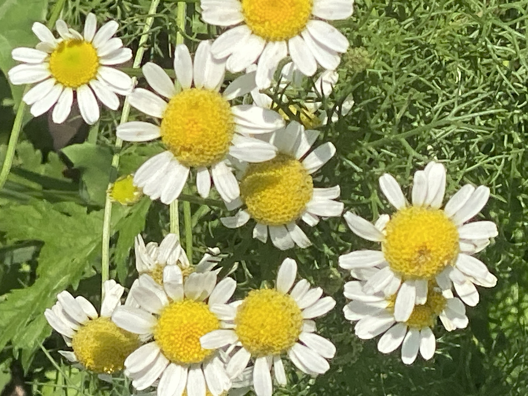 The image depicts a close-up view of several chamomile flowers in bloom. The flowers have white petals surrounding a bright yellow center. They are set against a background of green foliage and grass. The lighting suggests it is daytime, with sunlight illuminating the scene. There are no people or man-made objects visible in the image. The scene appears to be a natural outdoor setting, likely a garden or a meadow. The specific location of Novokuznetsk, Russia, is not discernible from the visual information provided in the image.