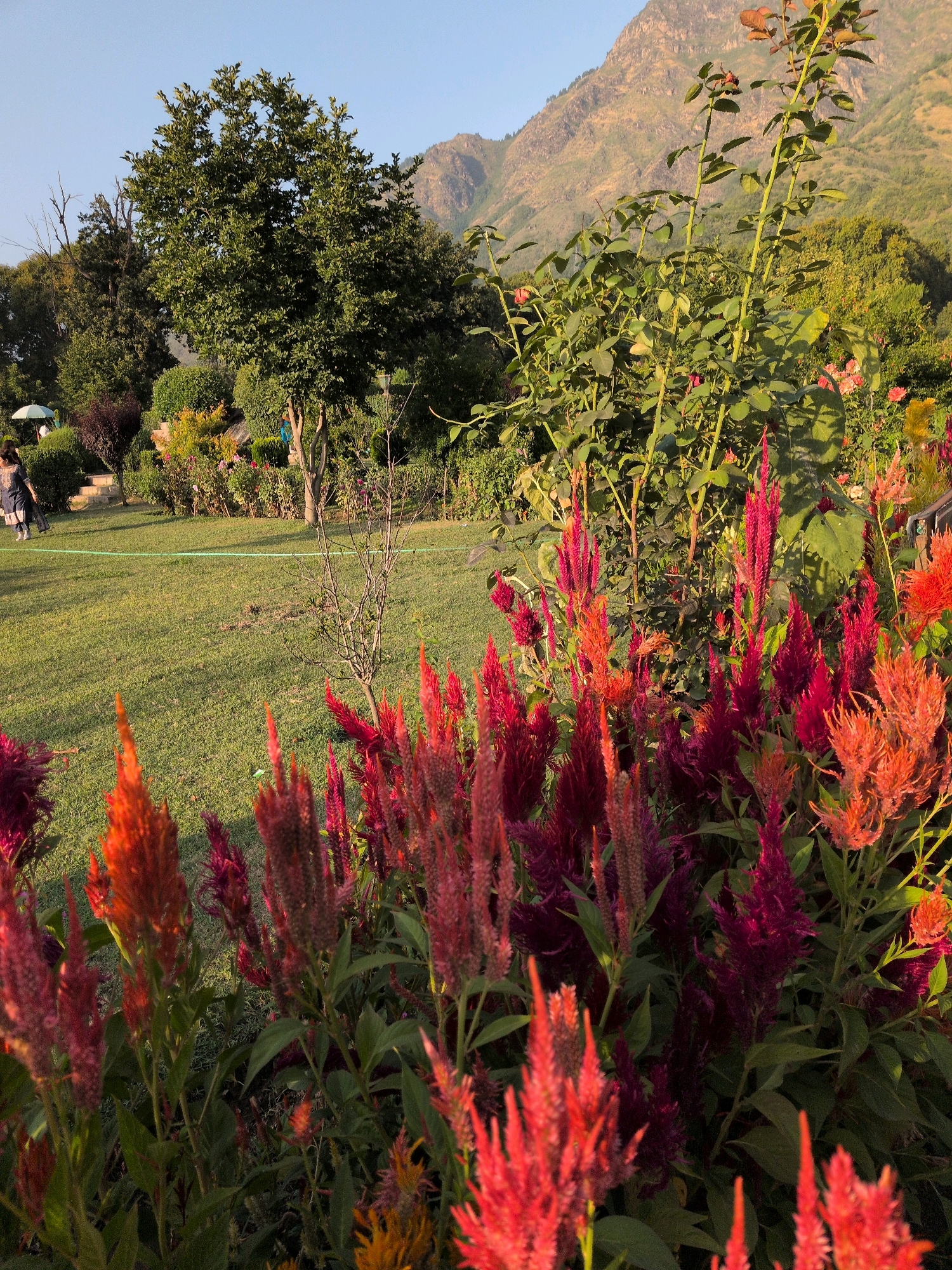 The image depicts a vibrant garden scene, possibly in Srinagar, India, given the mountain backdrop characteristic of the region. In the foreground, a dense cluster of bright red and deep pink celosia flowers, with their distinctive feathery plumes, dominates the view. Behind them, a rose bush with green foliage and hints of red blooms is visible. The middle ground features a manicured green lawn, and in the distance, a large, leafy green tree stands tall against a backdrop of gently sloping, verdant mountains. The sky above is a clear, pale blue, suggesting a sunny day. A person in dark clothing is walking on the lawn to the left, and a white umbrella is visible near them. The overall impression is one of a serene and colorful botanical garden.