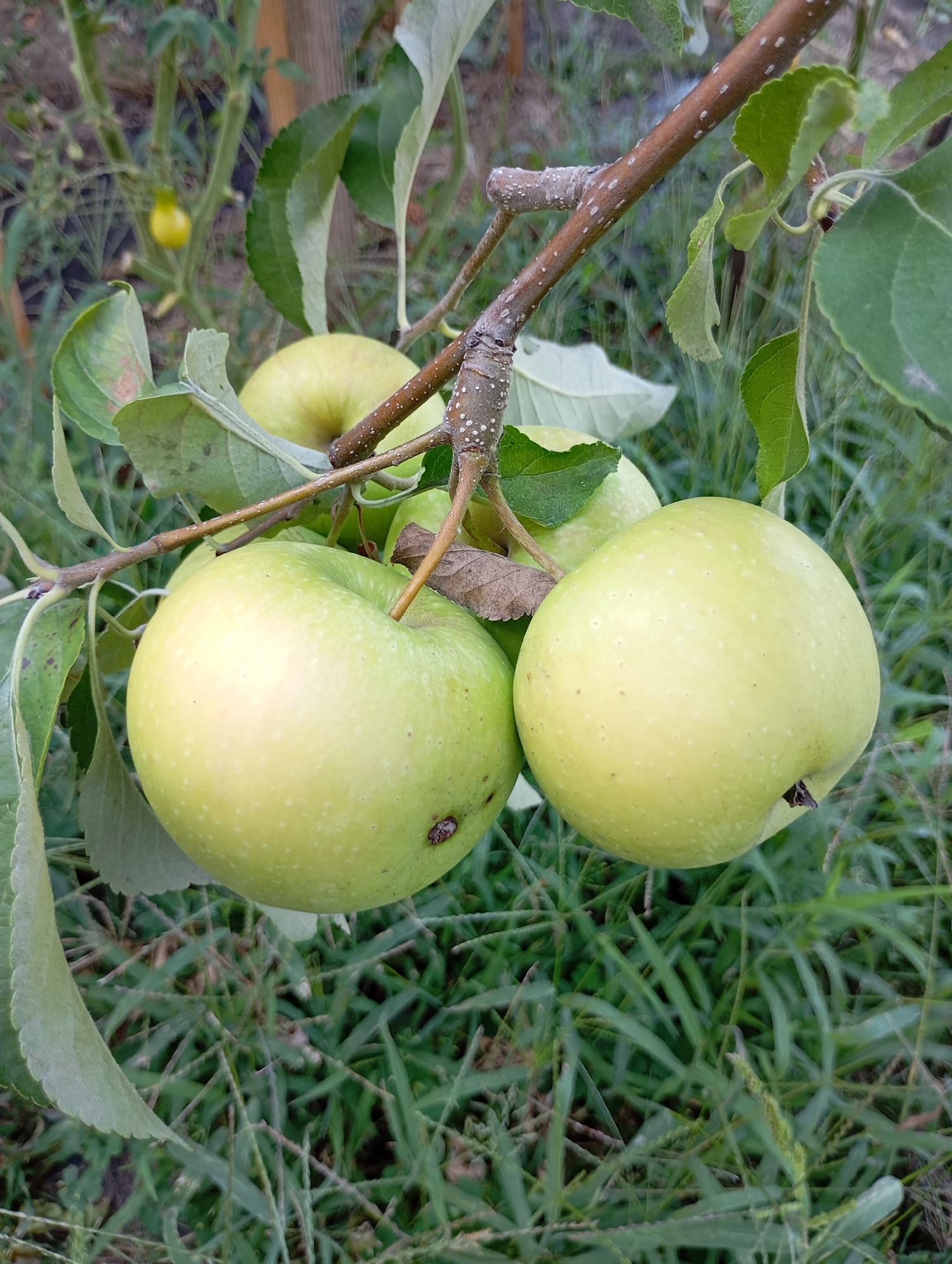 A close-up, eye-level shot shows several green apples growing on a tree branch. The apples are round and have a slightly yellowish hue, with small white dots scattered across their surfaces. Some of the apples show minor imperfections, like a small brown spot on one. The branch is brown and textured, with several green leaves attached to it. The background is a blur of green grass and other foliage, suggesting an outdoor setting. The image is captured in the city of Horishni Plavni, Ukraine, within a garden or orchard.