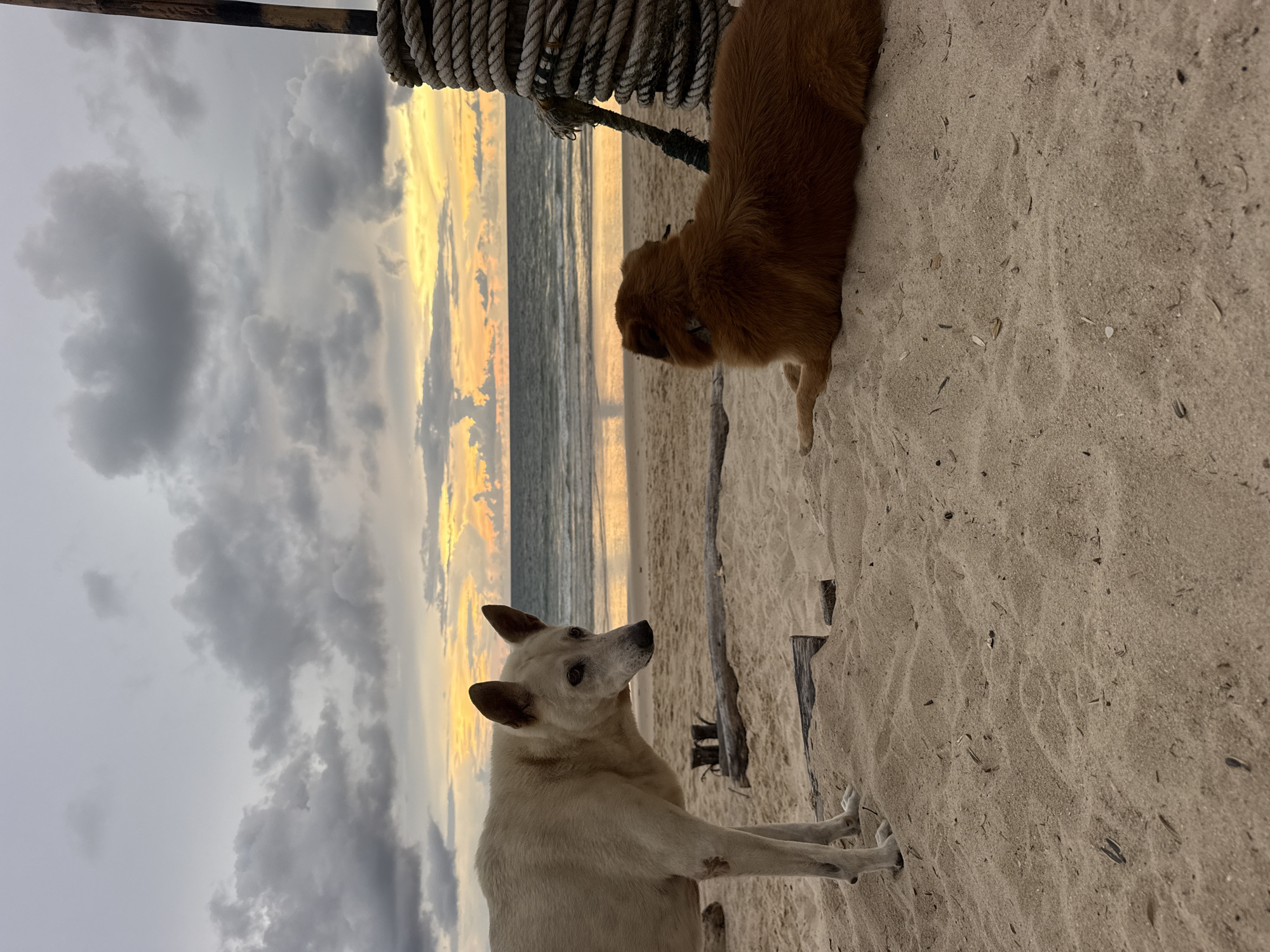 Two dogs are on a sandy beach in Choeng Thale, Thailand, near the ocean. The sky is overcast with dramatic clouds, and a hint of sunset colors streaks the horizon. The dog on the left is light-colored and standing, facing towards the right, with its ears perked. The dog on the right is a darker, reddish-brown color and is lying down on the sand, facing away from the camera and towards the ocean. In the background, the ocean meets the shore, and a thick rope is coiled around a wooden post on the right side of the frame. Debris, such as small pieces of wood and debris, is scattered on the sand. The lighting suggests it is either dawn or dusk.