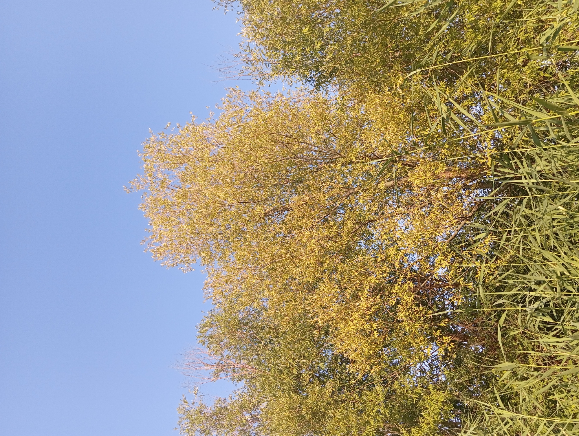 The image depicts a low-angle view of tall reeds in the foreground, with a dense canopy of trees behind them under a clear, pale blue sky. The foliage of the trees appears to be a mix of green and yellow, suggesting it might be late summer or early autumn. The reeds are tall and slender, with long, grass-like leaves, and they occupy the lower half of the frame. The trees are varied, with some branches visible through the leaves, and the overall impression is of a natural, possibly wild or semi-wild, outdoor setting. The lighting suggests it is daytime, with the sun likely positioned above and to the right of the frame, casting a warm light on the leaves. The scene is devoid of any human presence or man-made structures. This image could be located in an area near the Kura River in or around Şirvanlı, Azerbaijan, given the prevalence of reeds and trees in such riparian environments.