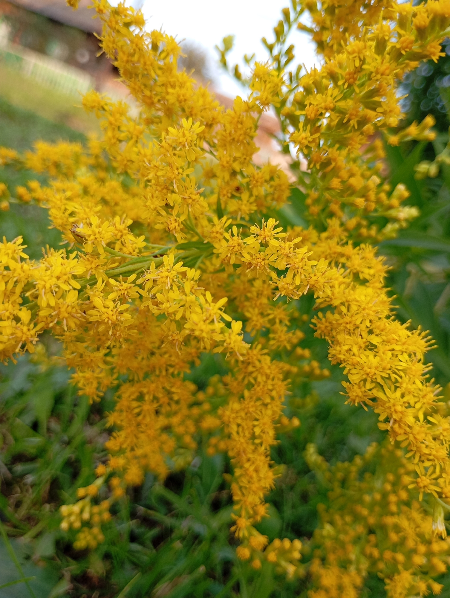 A close-up, slightly blurred photograph captures a cluster of bright yellow flowers with many small, star-shaped petals, possibly goldenrod. The flowers are densely packed on thin stems, creating a feathery appearance. Some of the flowers are in sharp focus, while others are softer and out of focus, adding depth to the image. The background is a mix of green foliage and a pale, out-of-focus sky, with hints of a building and a fence visible in the upper left corner. The overall impression is of a vibrant, natural scene. The image does not provide any information about the location in the city of Фоки, Russia.