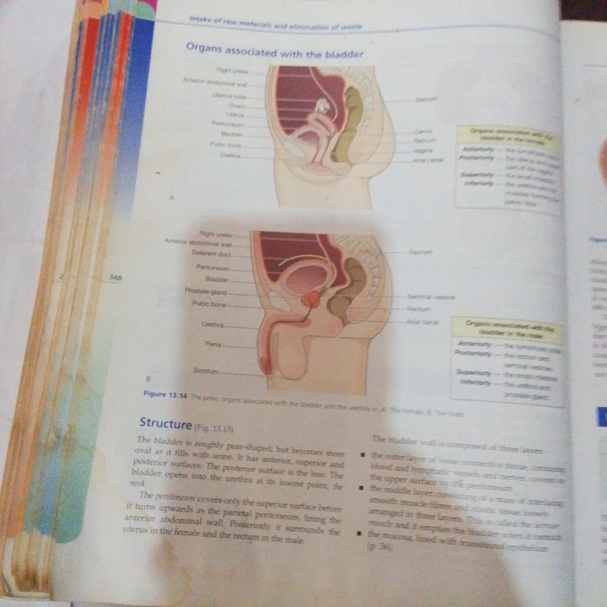 The image shows two anatomical diagrams of the male and female pelvic regions, illustrating organs associated with the bladder. The diagrams are labeled with various anatomical terms. The left diagram, labeled A, shows the female reproductive and urinary systems, with labels such as Uterine tube, Ovary, Uterus, Peritoneum, Bladder, and Urethra. The right diagram, labeled B, shows the male reproductive and urinary systems, with labels like Prostate gland, Pubic bone, Urethra, and Penis. Below the diagrams, text describes the structure of the bladder and its associated organs, with references to Figure 13.14 and Figure 13.15. The text also mentions the composition of the bladder wall. The image is part of a book, as indicated by the binding on the left and page numbers like "348". There are no discernible elements in the image that relate to the city of Jalingo, Nigeria.