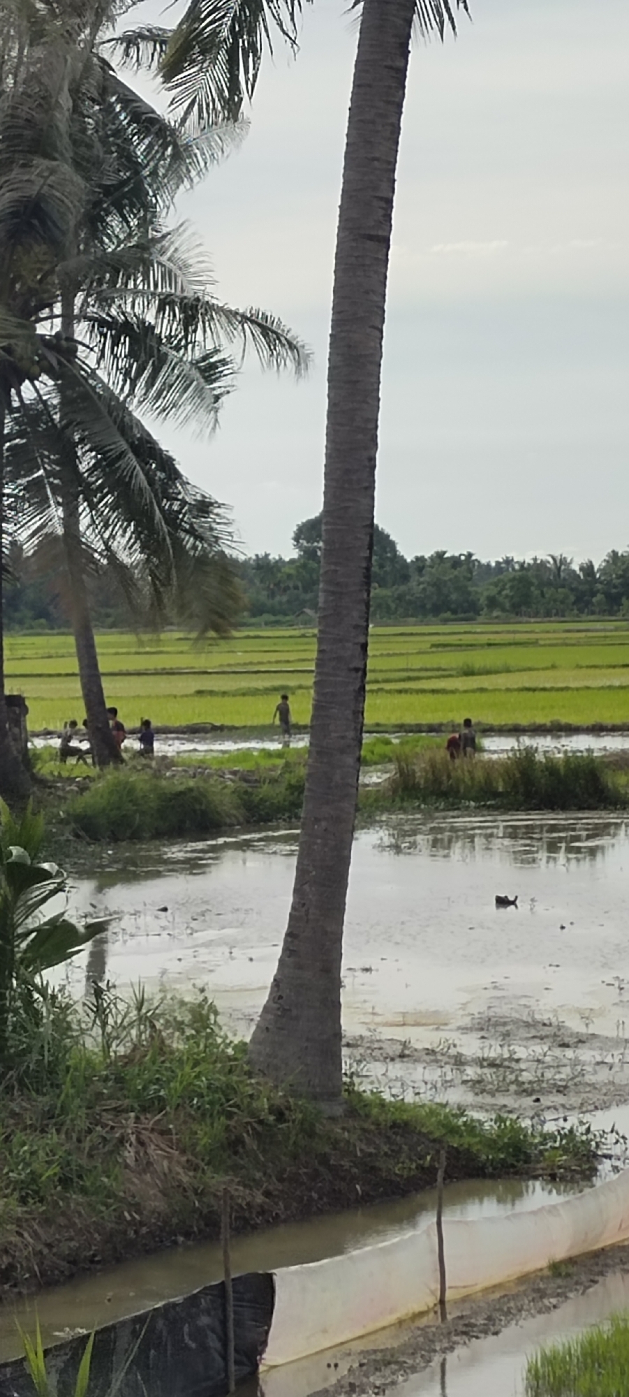 The image depicts a rural landscape in Aluekeujruen, Indonesia. In the foreground, a body of water with some grassy banks is visible, along with what appears to be some sort of barrier made of dark material and white fabric. Behind this, a large palm tree trunk dominates the center of the frame. Further back, a group of young people are visible in a flooded rice paddy, some appearing to be interacting. The background consists of lush green rice fields stretching towards a line of trees under a cloudy sky.