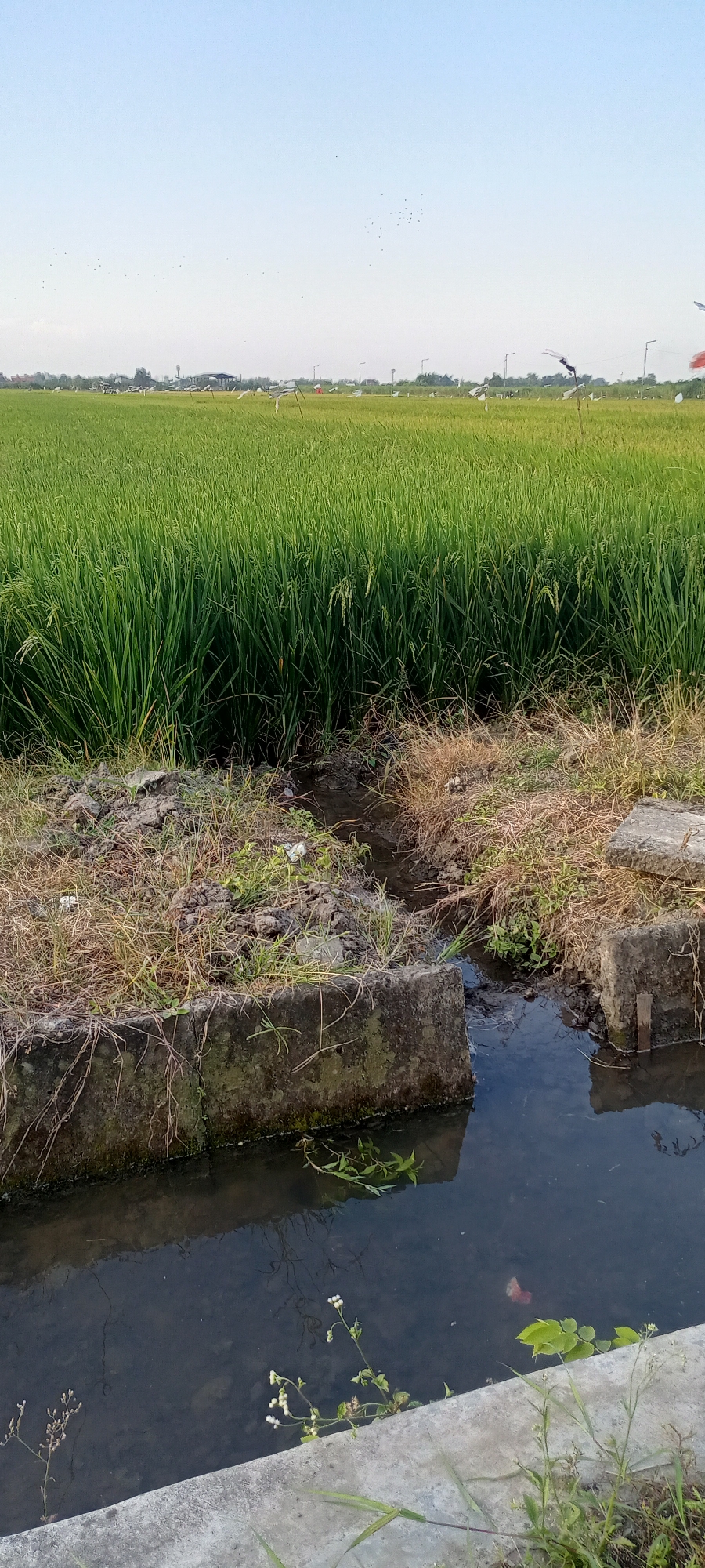 The image depicts a rural landscape in Gempolklutuk, Indonesia. A vast green rice paddy dominates the scene, stretching towards the horizon under a clear blue sky. In the foreground, a narrow irrigation ditch flows, bordered by concrete structures and overgrown with dry grass and some scattered vegetation. Several scarecrows, possibly adorned with flags, are visible amidst the rice stalks, suggesting measures to protect the crops. A flock of small birds is scattered across the sky. The overall impression is one of a tranquil agricultural setting.