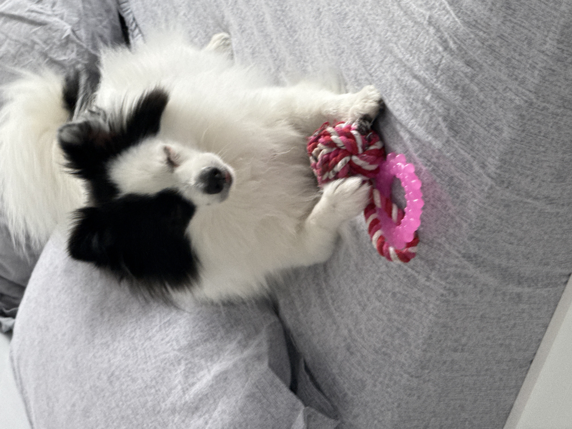 A small, fluffy, black and white dog with its eyes closed is lying on a grey bedspread. The dog is holding a pink and white braided rope toy and a pink plastic ring toy with its paws. The background consists of grey pillows, one of which is rumpled. The image appears to be a casual, indoor scene. There is no discernible indication of Stara Zagora, Bulgaria.