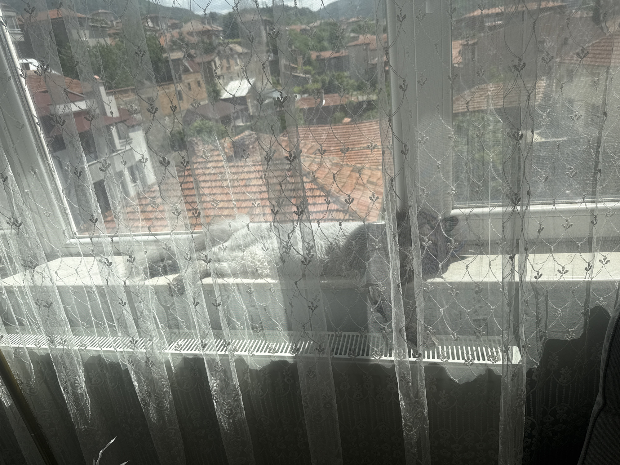 The image shows a view through a window covered with a semi-transparent, white patterned curtain. Outside the window, there is a cityscape with buildings that appear to have orange or red tile roofs, interspersed with trees and greenery. The location is a city with buildings of varying heights and densities. In the foreground, directly behind the curtain, there is a white windowsill with a radiator underneath. At least one cat is sitting on the windowsill, partially visible. The lighting is bright, suggesting it is daytime.