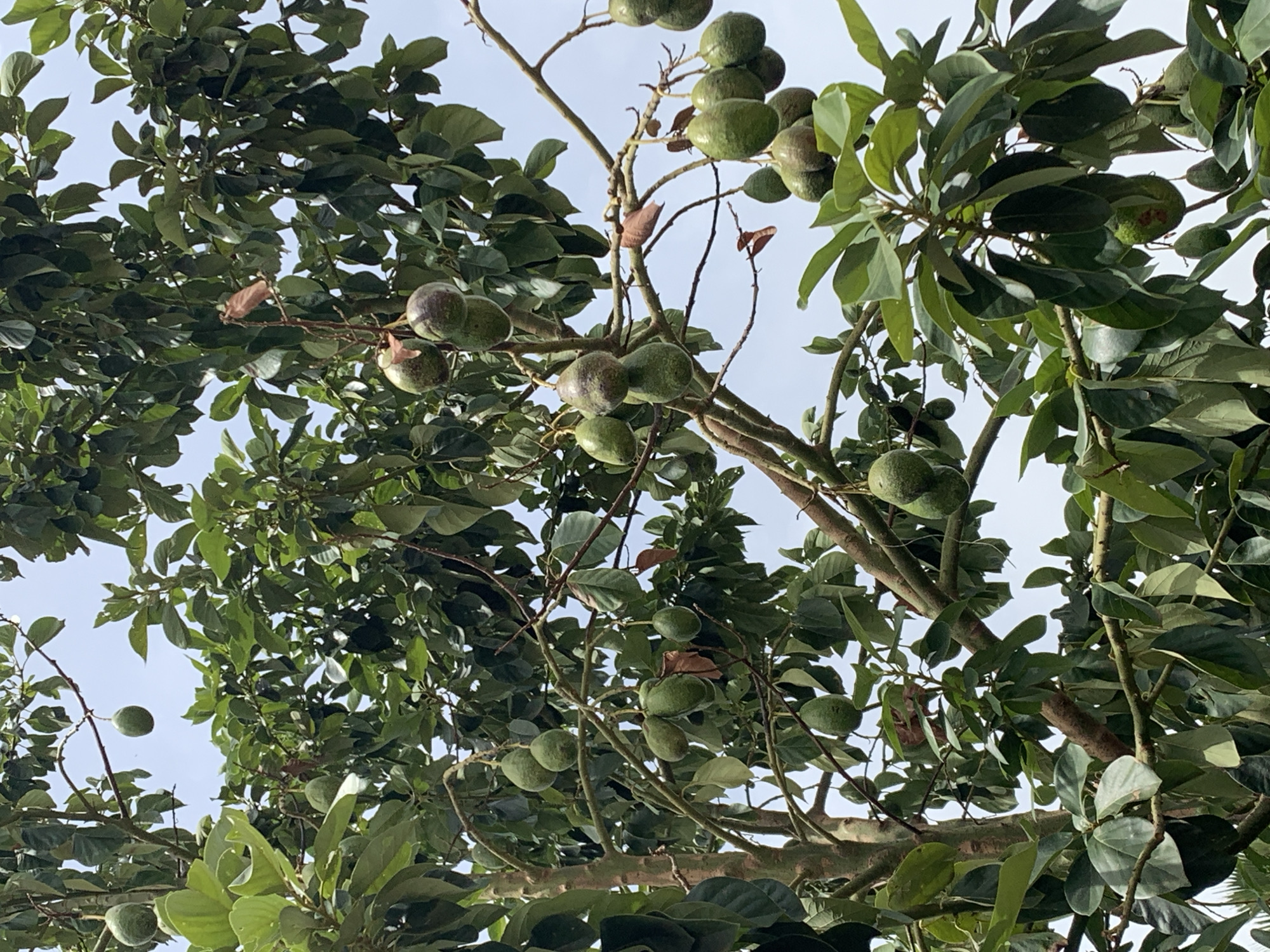 The image shows an upward view into an avocado tree, laden with unripe avocados. The tree's branches are densely covered with green leaves and developing fruits of various sizes. The background reveals a slightly overcast sky, suggesting daylight. Based on the image data, the location is RAFIN PAR, Nigeria. There is no presence of people.