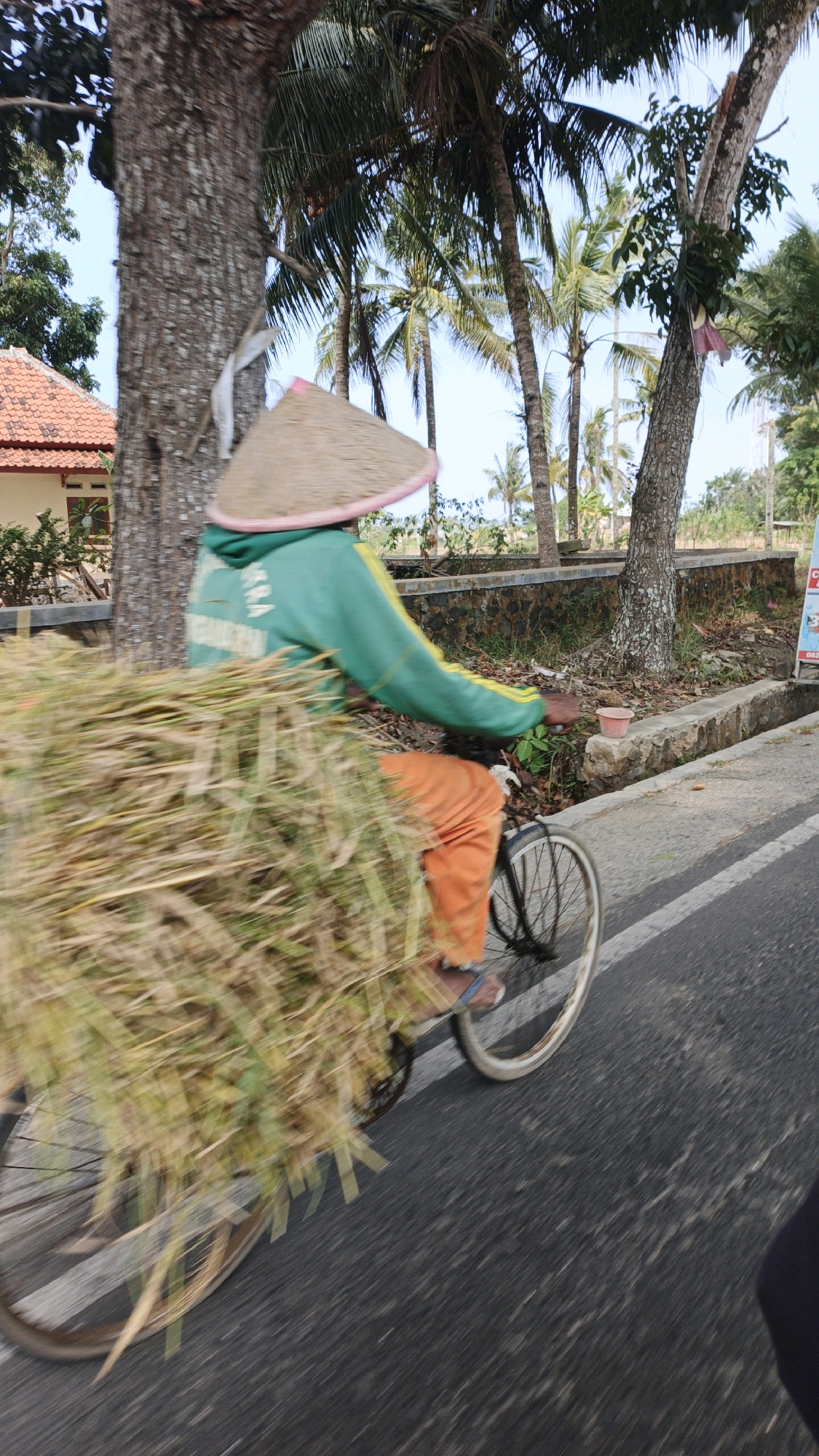 In Desa Wonoharjo, Indonesia, a person wearing a conical hat and a green jacket with yellow trim is riding a bicycle laden with a large pile of harvested rice stalks. The person is on a paved road, with a concrete drain and a stone wall running alongside. In the background, there are trees, including palm trees, and a building with a red-tiled roof. The image is taken from a slightly elevated angle and is blurred, suggesting motion.