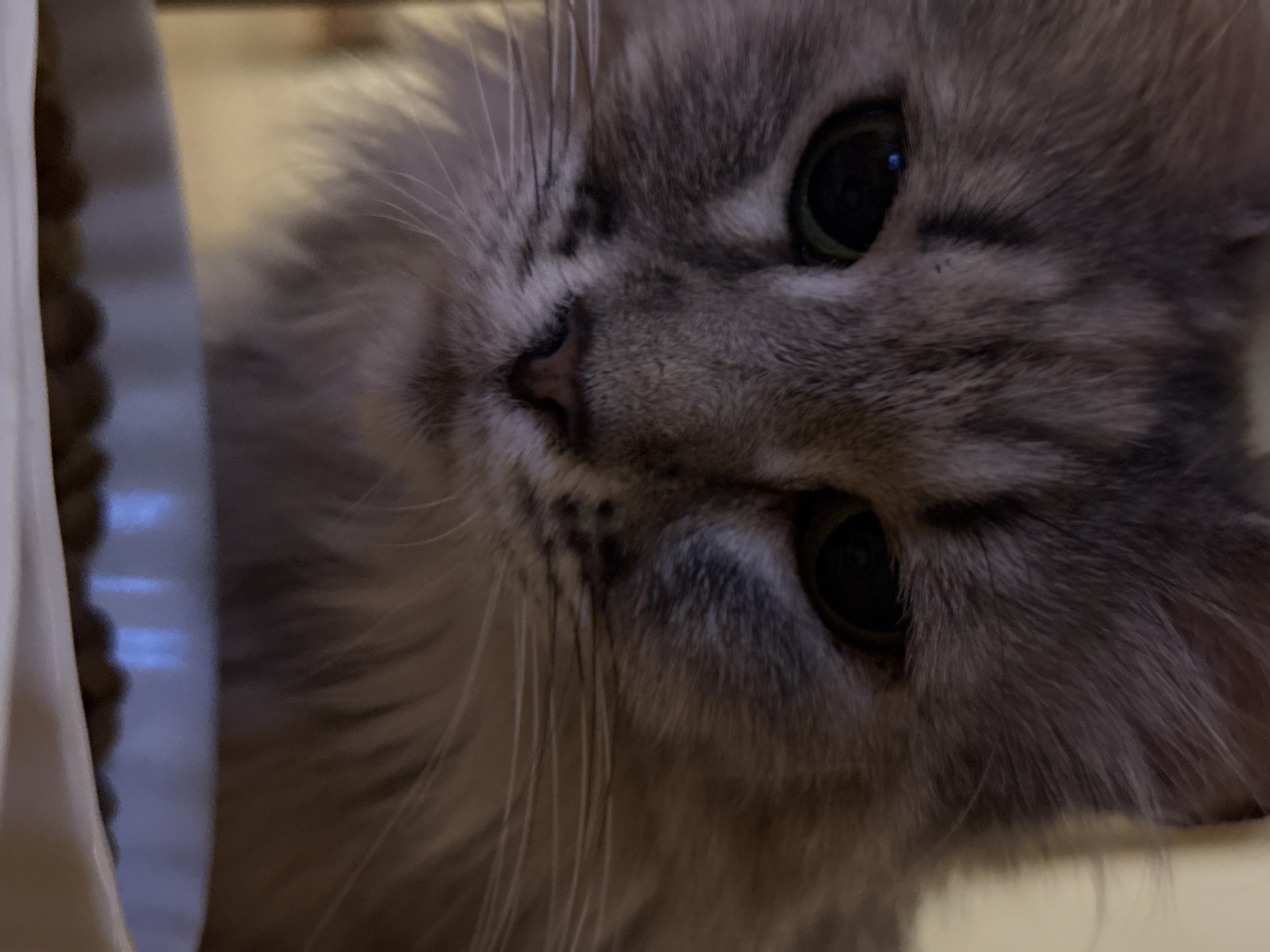 A close-up, low-angle shot shows the face of a gray tabby cat looking down at a white bowl filled with brown cat food. The cat's fur is long and fluffy, with dark stripes across its forehead and around its eyes. Its eyes are dark green, and its nose is pink. The cat's whiskers are long and white. The bowl is white with a textured rim. The background is out of focus and appears to be a room with warm lighting. The image was taken in an indoor setting in Unknown, Unknown.