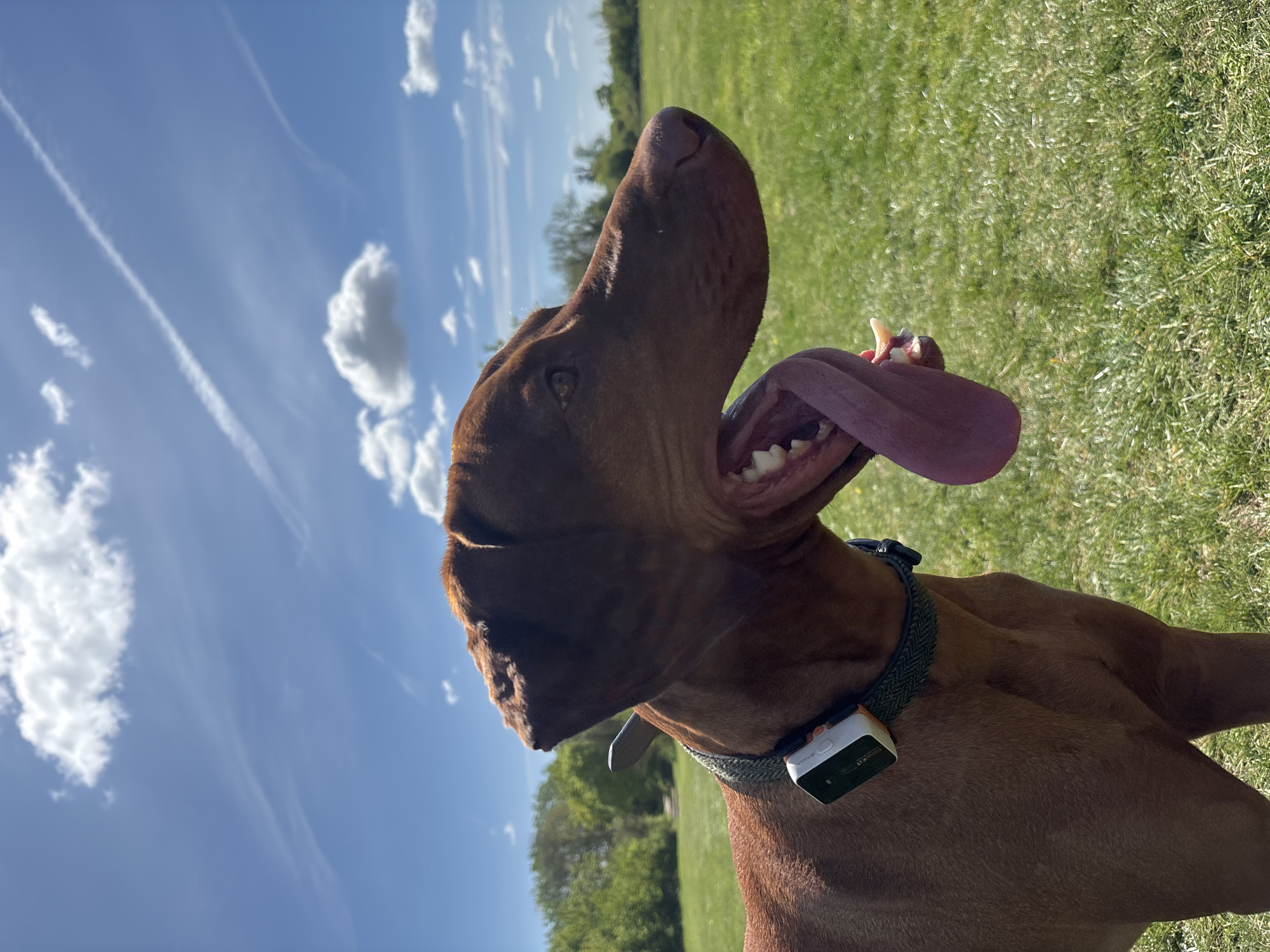 The image shows a reddish-brown dog, possibly a Vizsla, with its mouth open and tongue extended, against a backdrop of a bright blue sky with scattered white clouds and green grass. The dog is wearing a collar with a small, rectangular device attached. The setting appears to be an outdoor grassy area, likely a park or field in the city of Broxbourne, United Kingdom. The dog is the primary subject, and it is positioned at a low angle, with the camera pointing upward. The focus is sharpest on the dog's head and collar, while the background is slightly blurred. There are no people visible in the image. The lighting suggests a sunny day.