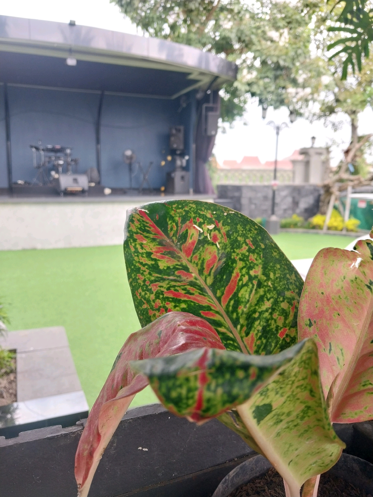 The image depicts an outdoor scene with a focus on foliage in the foreground. The plants are lush and leafy, with vibrant green and red variegation on their leaves. In the background, a raised outdoor stage is visible, equipped with a drum set and audio equipment, suggesting a performance or event space. Behind the stage, a well-maintained lawn area and some landscaping elements can be observed, including a lamppost and decorative stones. The overall setting appears to be a recreational or entertainment venue within a city, possibly Bugisan, Indonesia, given the context. The image is taken from a slightly low angle, looking up towards the stage and across the green space.