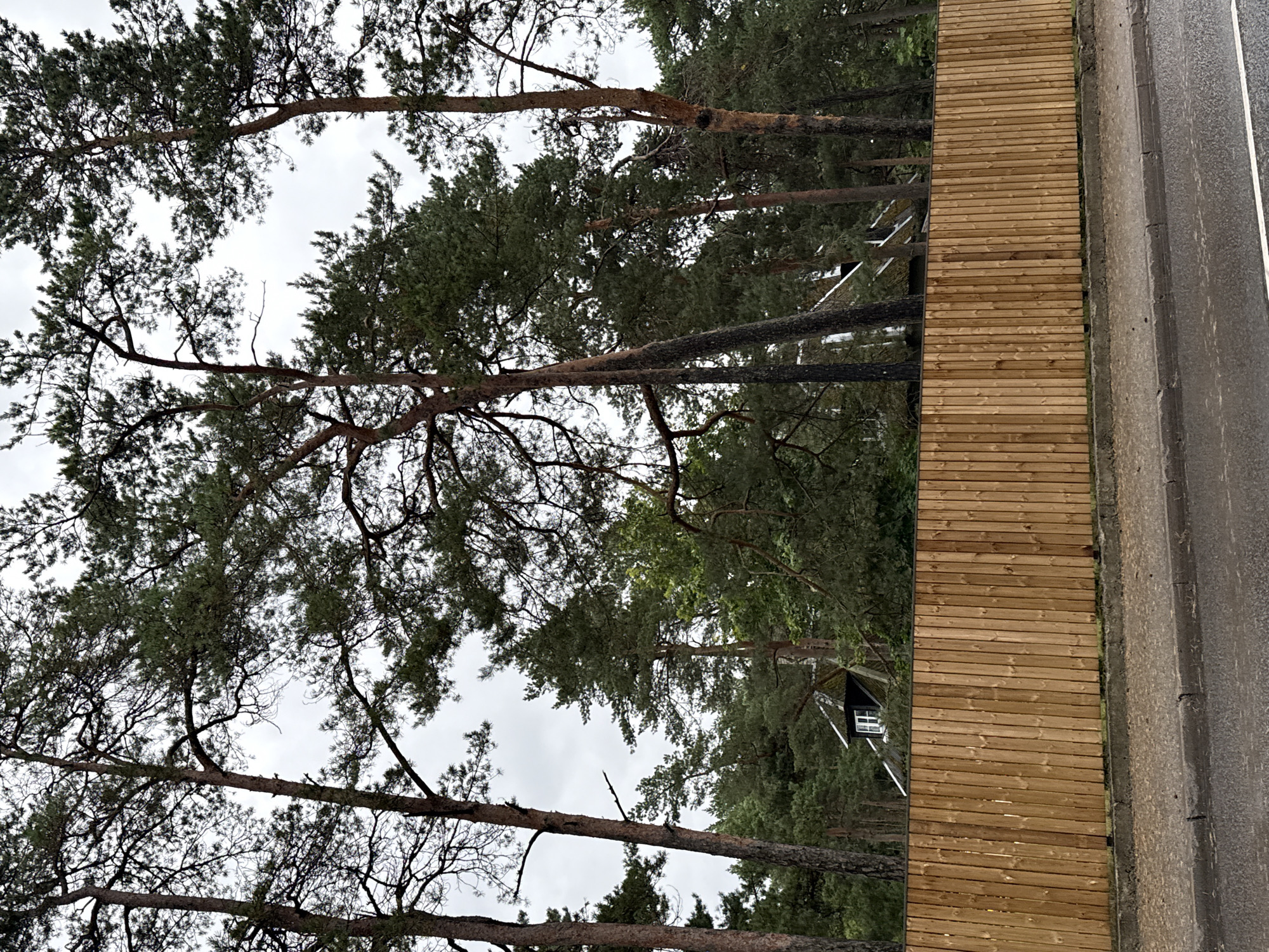 The image shows a wooden fence in front of a dense forest, with a cloudy sky overhead. A road and sidewalk are visible in the foreground. A small portion of a building with a dark roof and a white-paned window can be seen peeking through the trees behind the fence. The trees are tall and appear to be pine trees. The overall scene is overcast and appears to be in a somewhat rural or wooded area of Tallinn, Estonia.