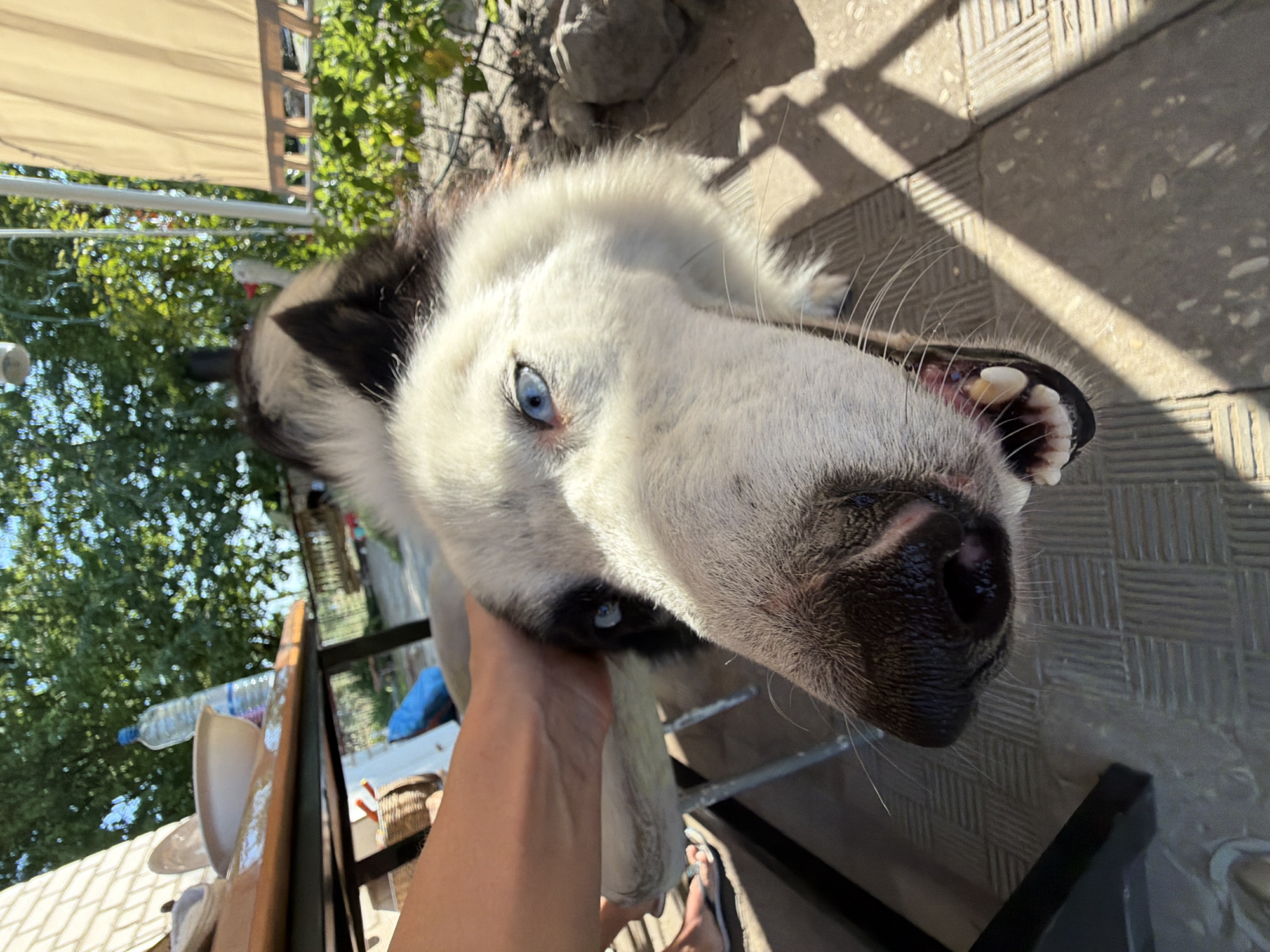 In Kamyshin, Russia, a husky dog with striking blue eyes and a black and white coat is pictured outdoors on a sunny day. The dog is leaning forward, with its snout close to the camera, and its mouth is slightly open, revealing its teeth. A person's hand is visible on the left side of the frame, gently stroking the dog's fur. The background includes a wooden table with plates and a bottle of water, suggesting a casual outdoor setting, possibly a backyard or patio. Green foliage and a light-colored awning are also present in the environment, indicating a warm climate. The ground is paved with interlocking tiles, and shadows from the awning and trees are cast across it.